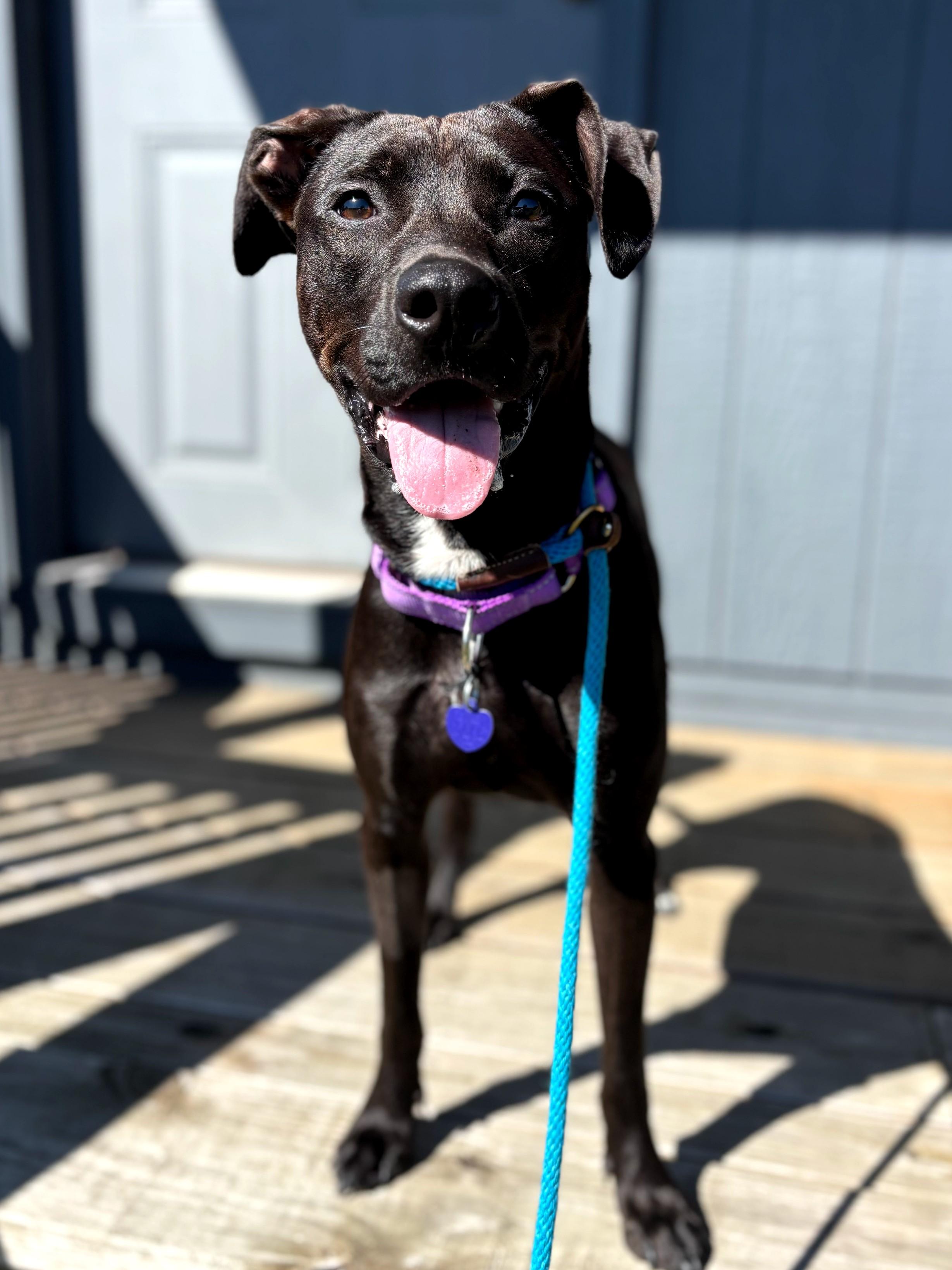 Enlarge Sweet pea, a Adoptable mixed breed image 1/3