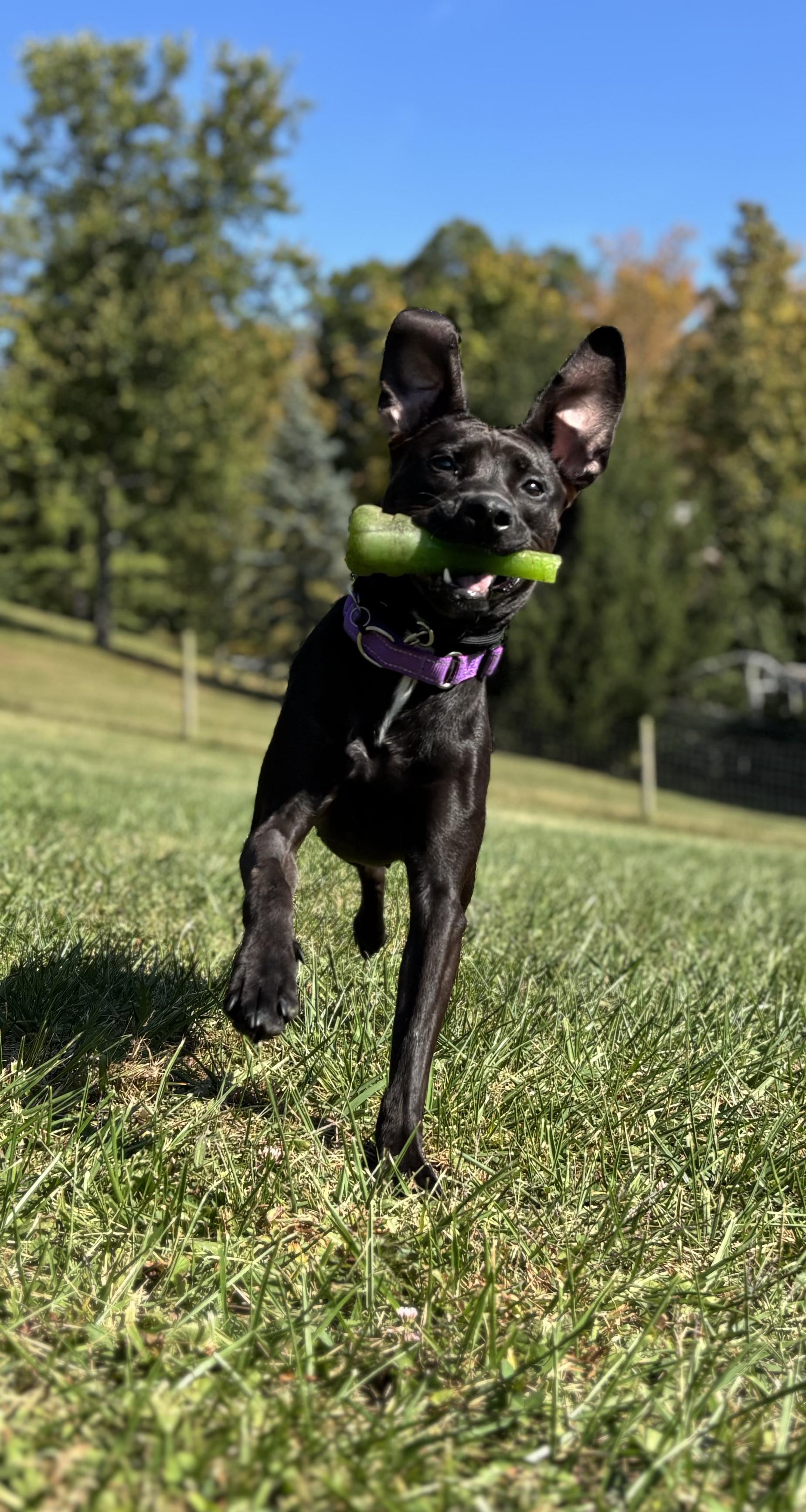 Enlarge Sweet pea, a Adoptable mixed breed image 3/3