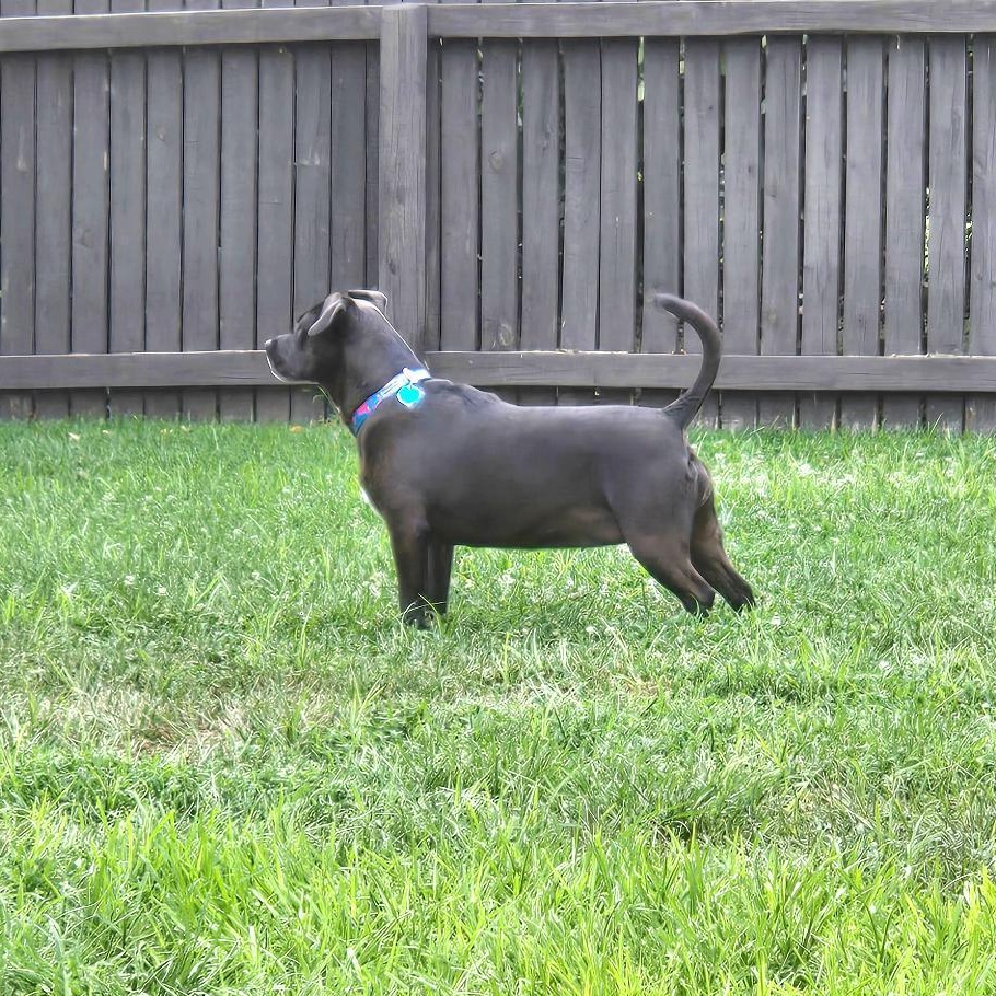 Enlarge CICI, a Adoptable mixed breed in Louisville, KY image 2/5