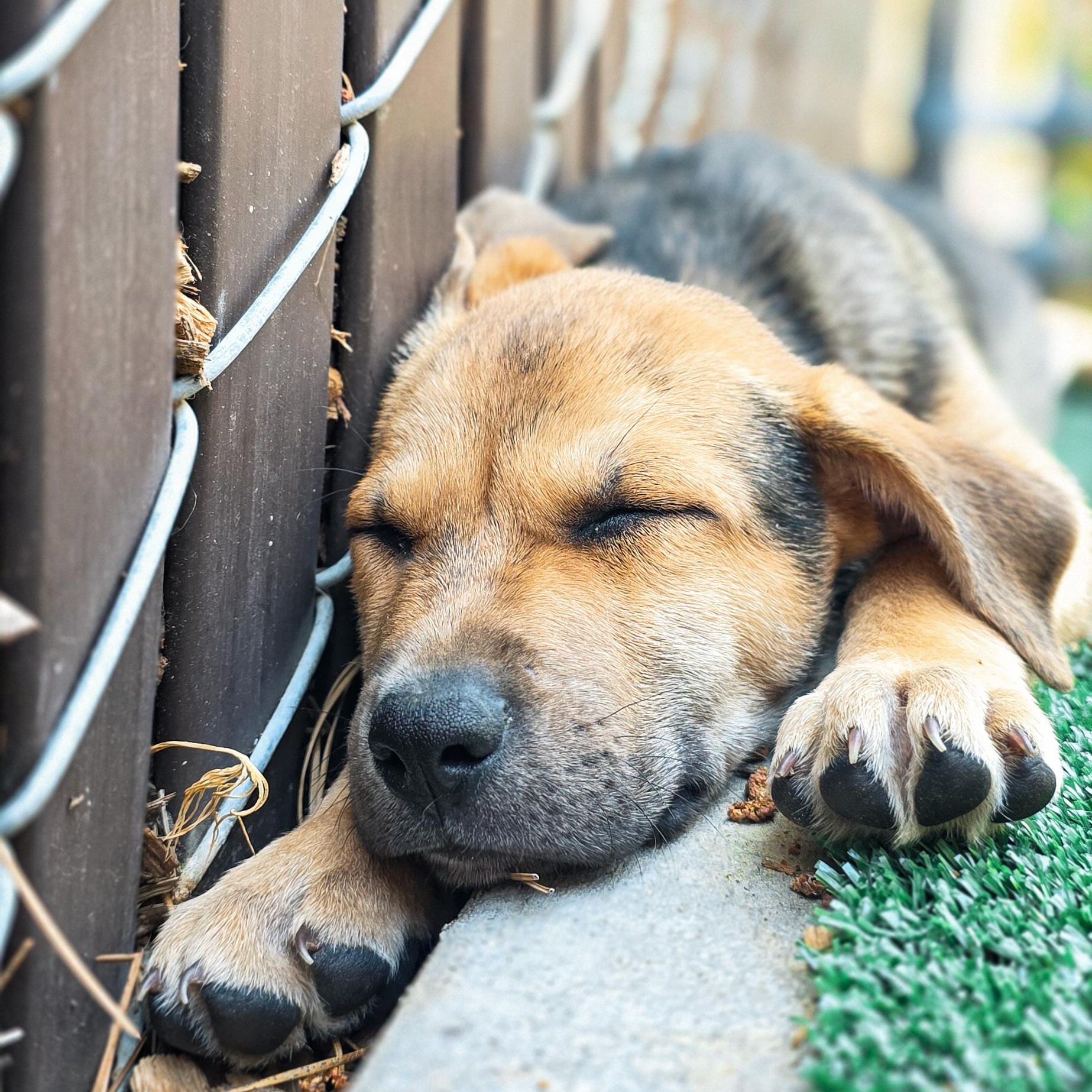 Enlarge Shepherd Mix Puppies, a ADOPTABLE mixed breed in Grass Valley, CA image 2/5
