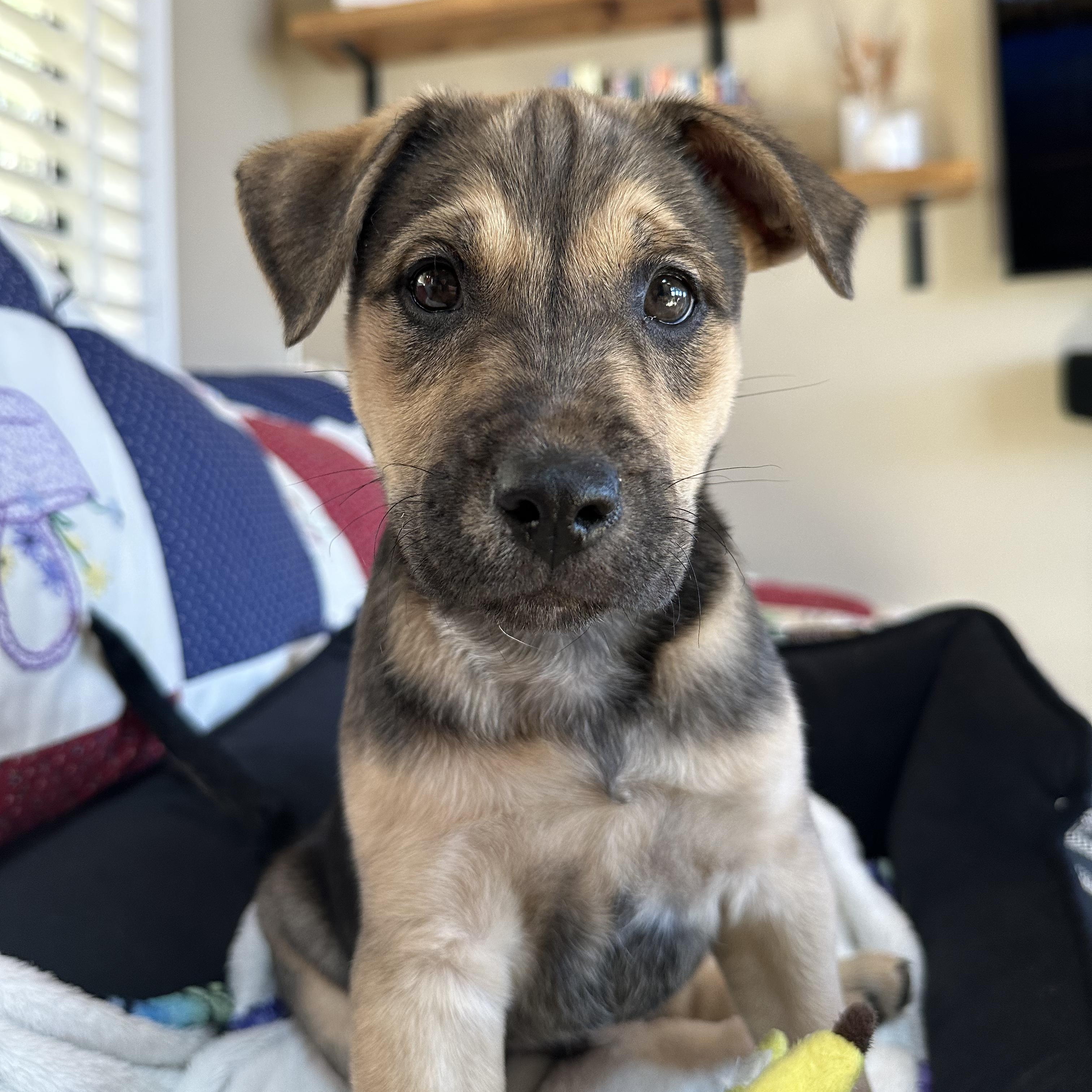 Enlarge Shepherd Mix Puppies, a ADOPTABLE mixed breed in Grass Valley, CA image 3/5