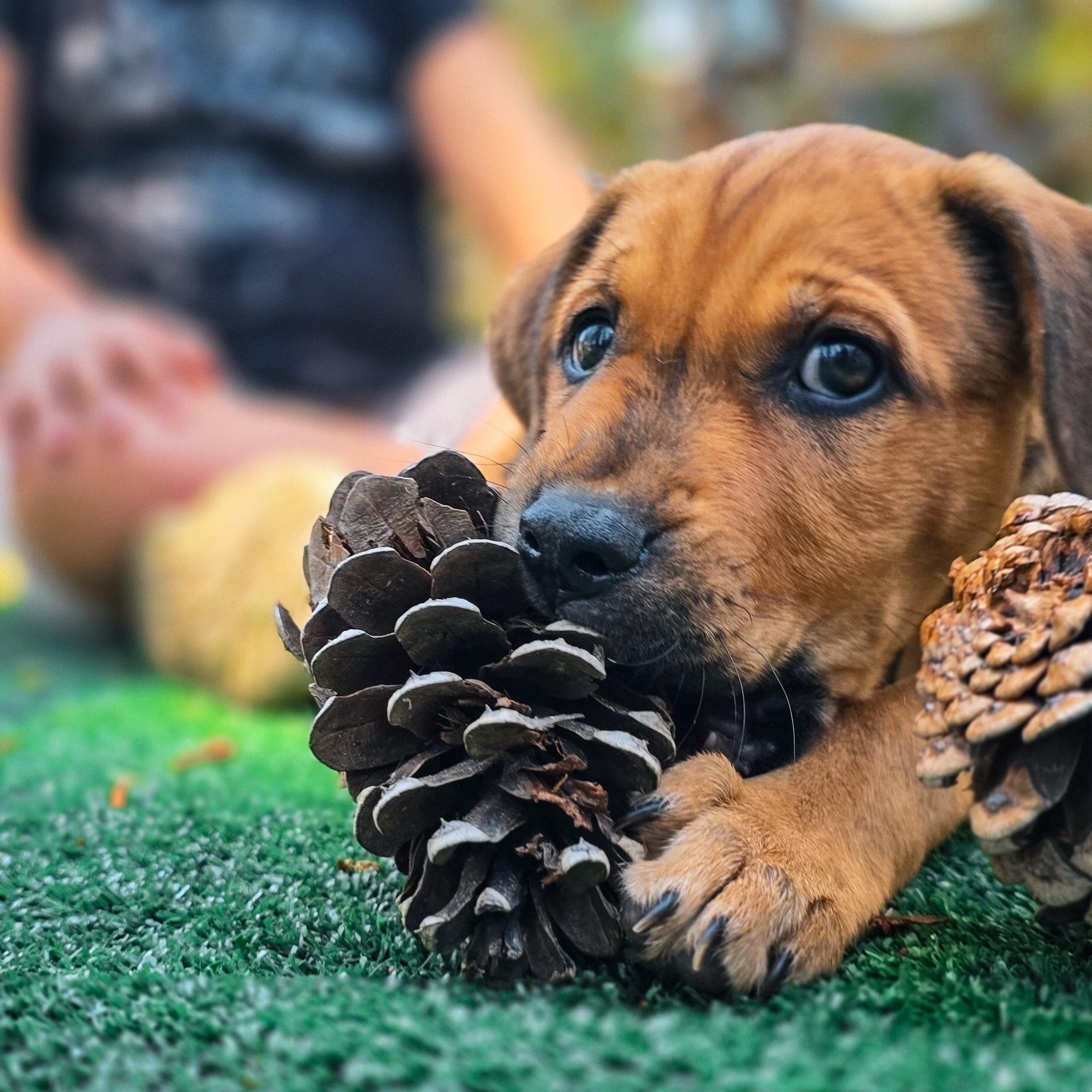 Enlarge Shepherd Mix Puppies, a ADOPTABLE mixed breed in Grass Valley, CA image 4/5