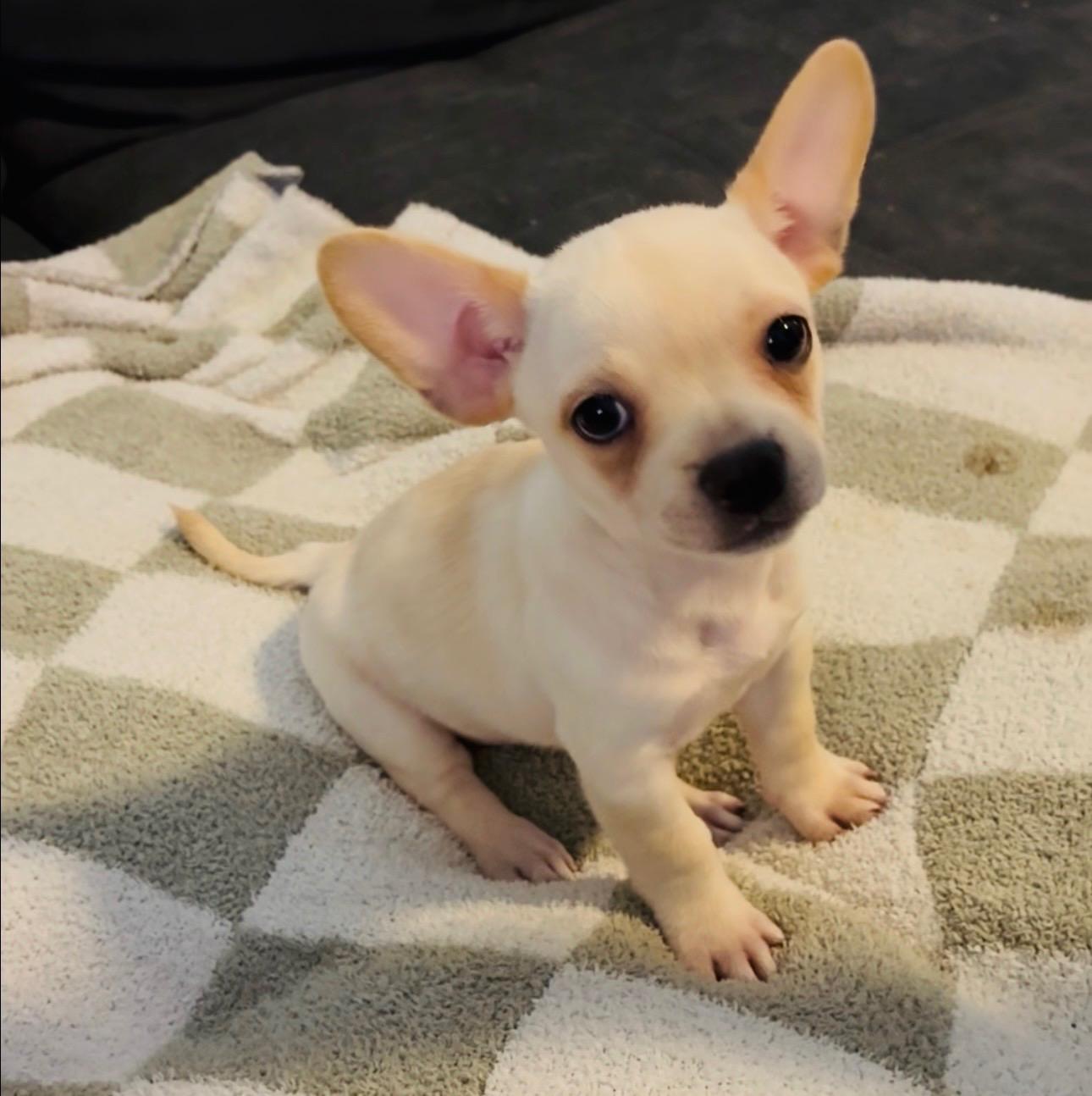 Enlarge Sonny, a Adopted mixed breed in Lake Forest , CA image 1/5