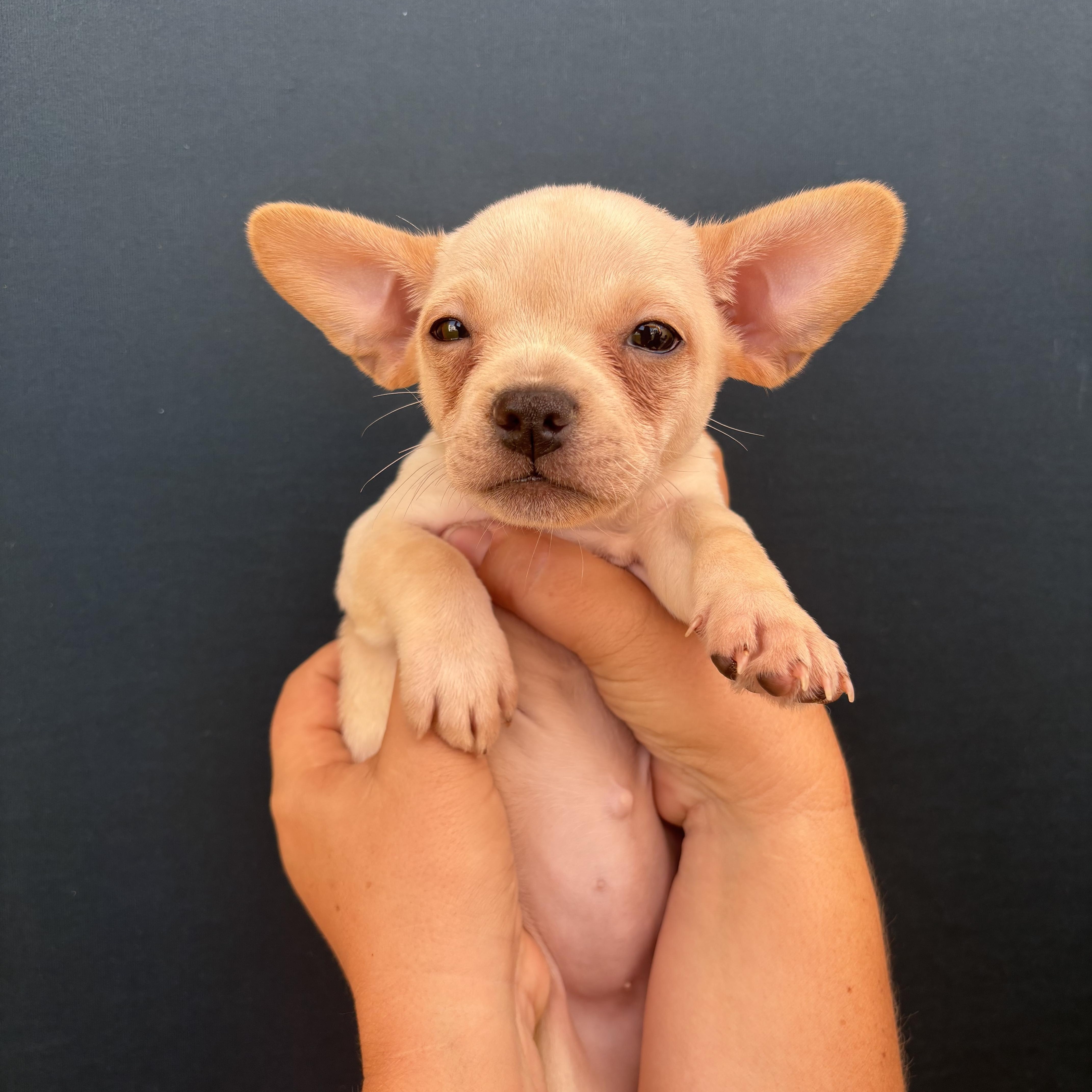 Enlarge Sonny, a Adopted mixed breed in Lake Forest , CA image 3/5