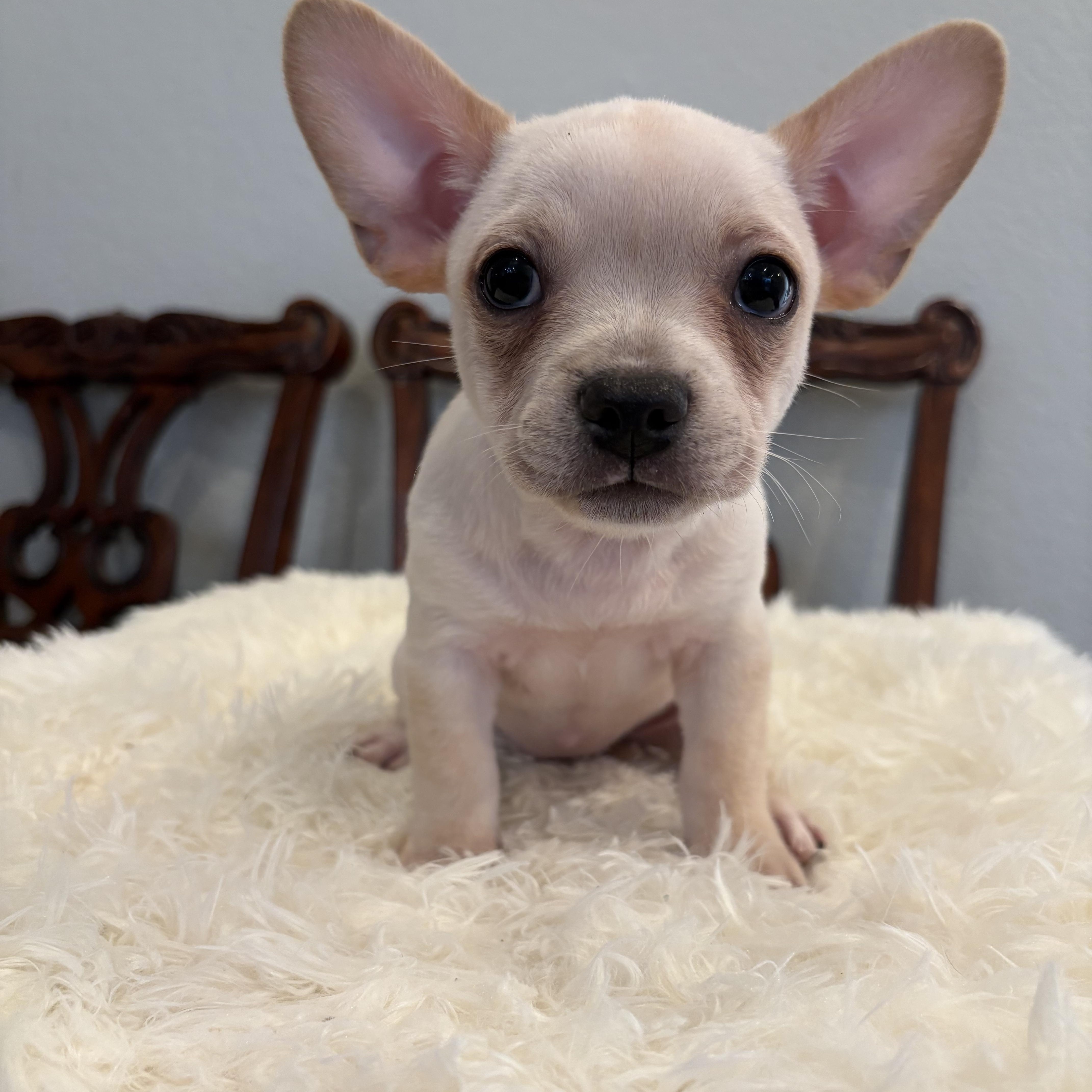 Enlarge Sonny, a Adopted mixed breed in Lake Forest , CA image 2/5