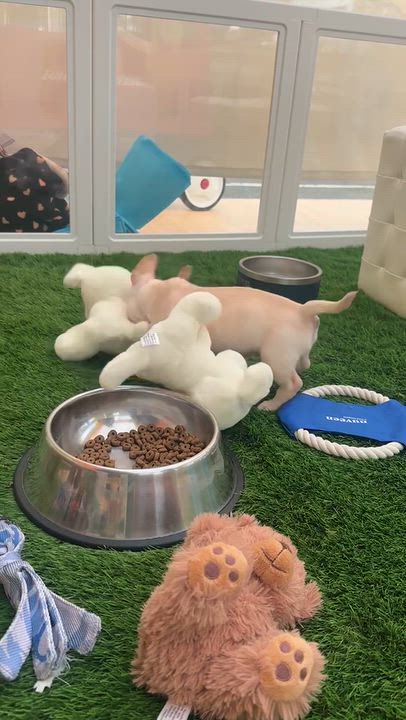 Enlarge Sonny, a Adopted mixed breed in Lake Forest , CA video 4/5