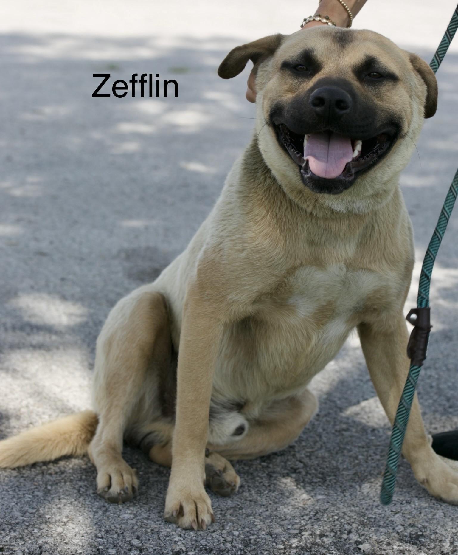 Zepplin, ADOPTABLE, Young Male Mastiff & Boxer.