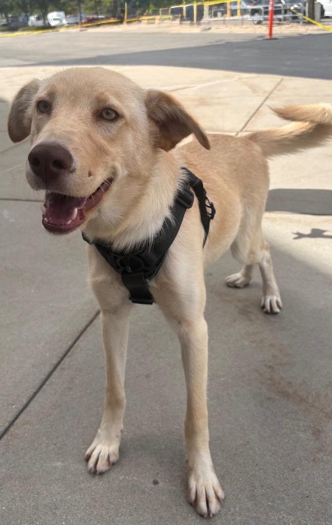 Mary Contrary, Adoptable, Young Female Retriever.