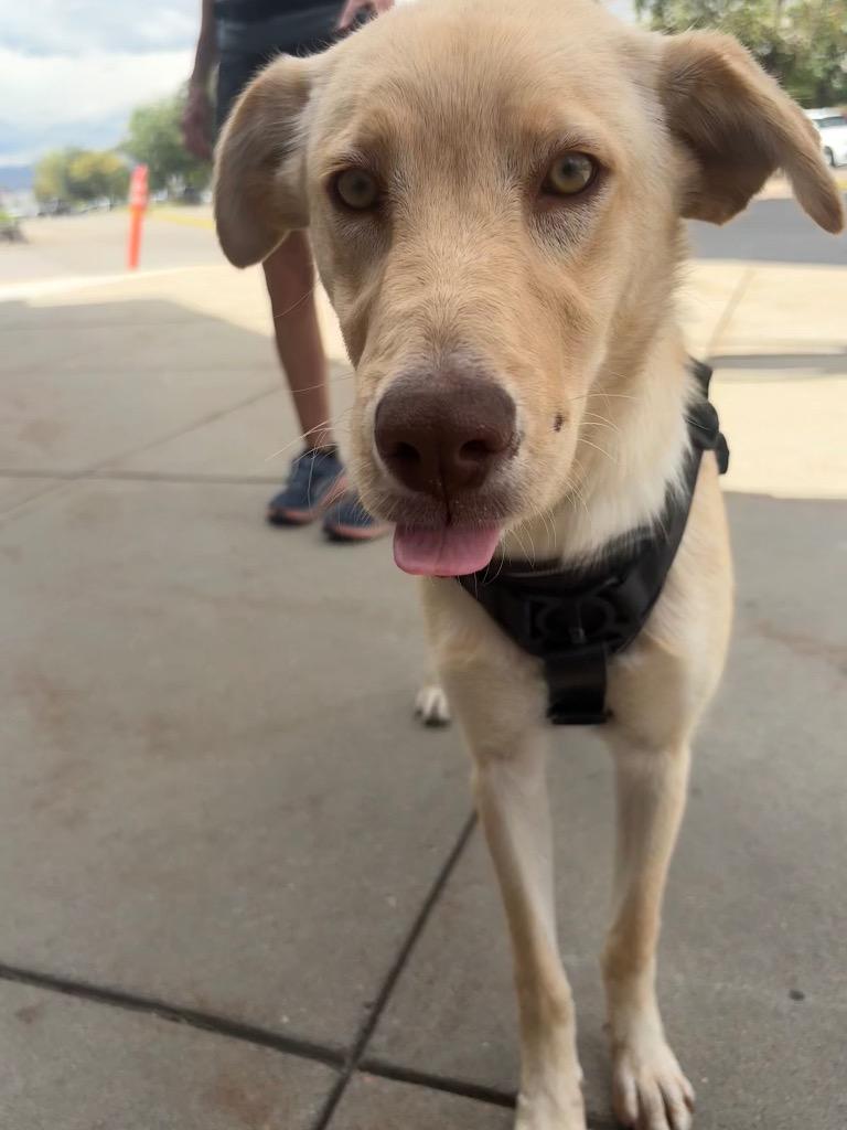 Enlarge Mary Contrary, a Adoptable Retriever in Fort Lupton, CO image 2/3