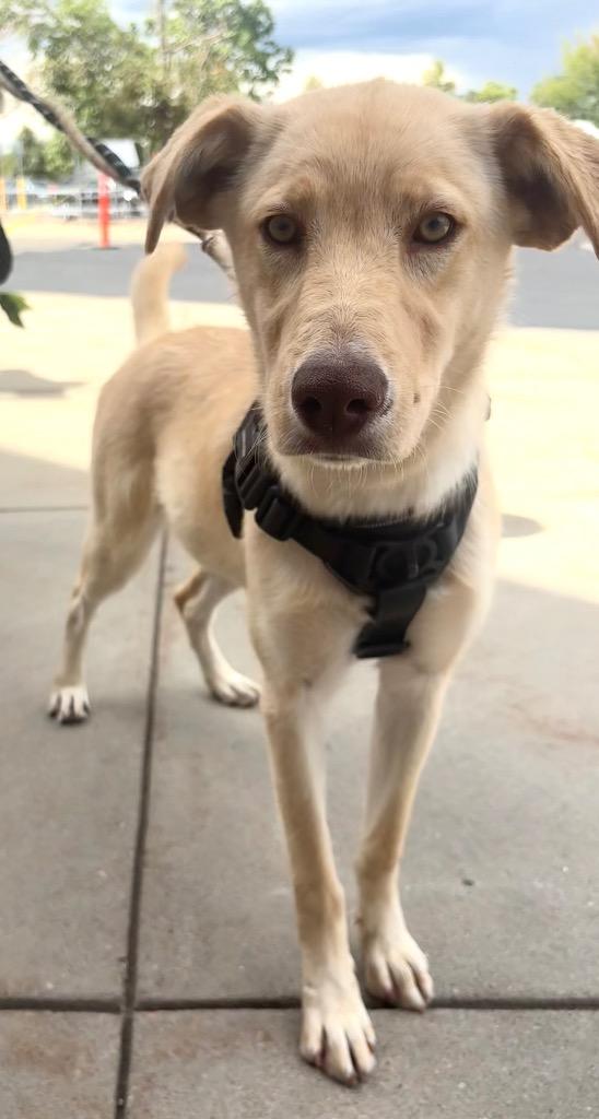 Enlarge Mary Contrary, a Adoptable Retriever in Fort Lupton, CO image 3/3