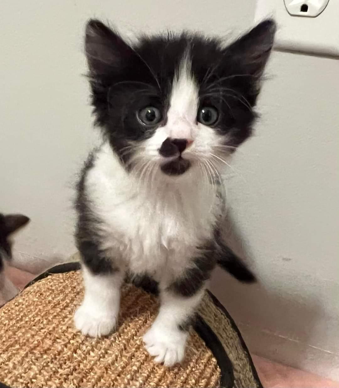 Fiona, Adopted, Kitten Female Tuxedo.