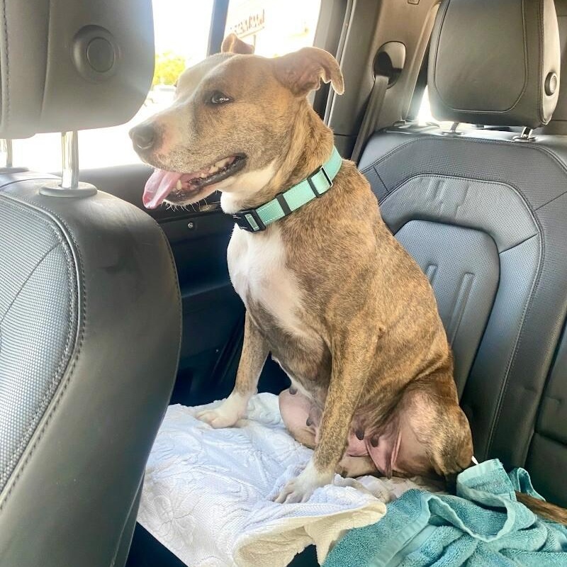 Josie Rosie loves to snuggle so cozy <3 3