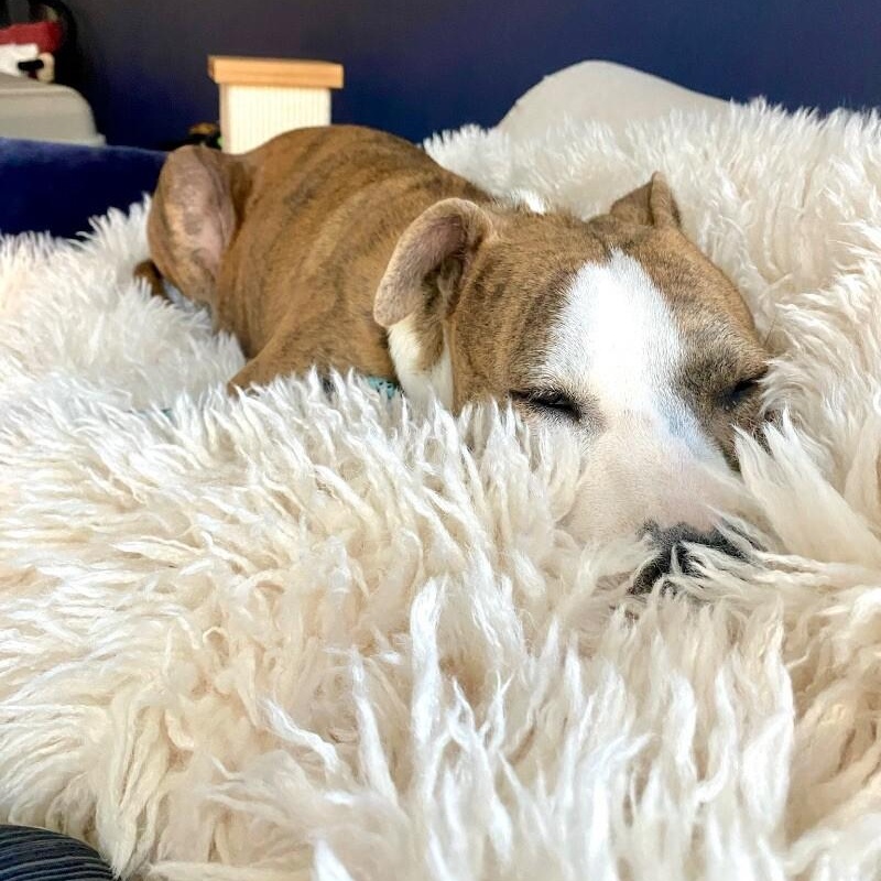 Josie Rosie loves to snuggle so cozy <3 5