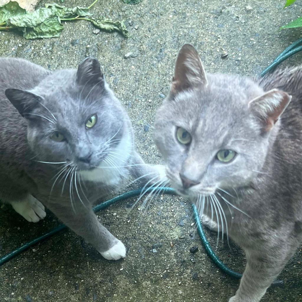 Stockings and Mr. Grey: Courtesy Post, Adoptable, Adult Female Domestic Short Hair.