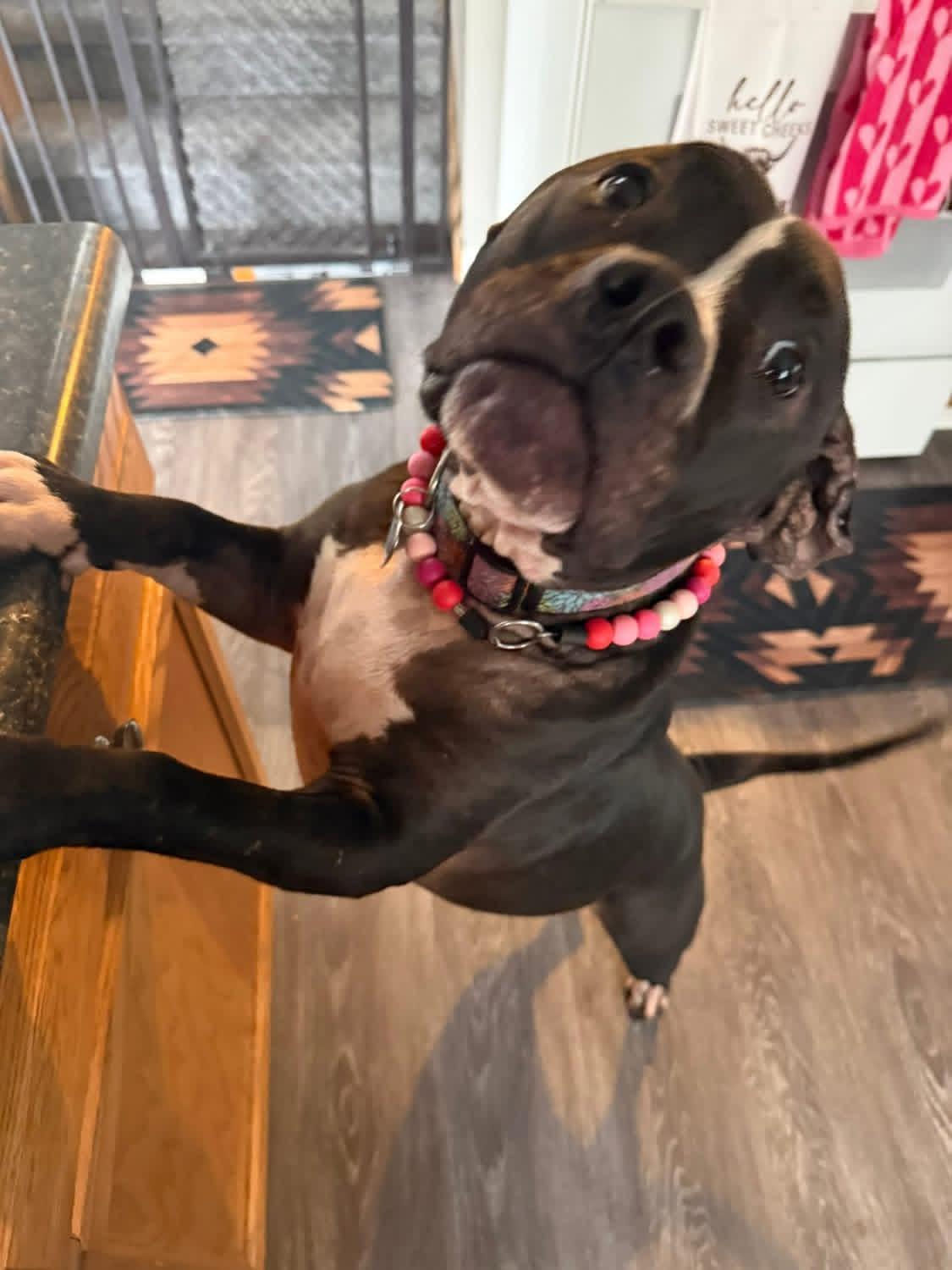 Enlarge Hela, a ADOPTABLE mixed breed in Greenwood, IN image 6/6