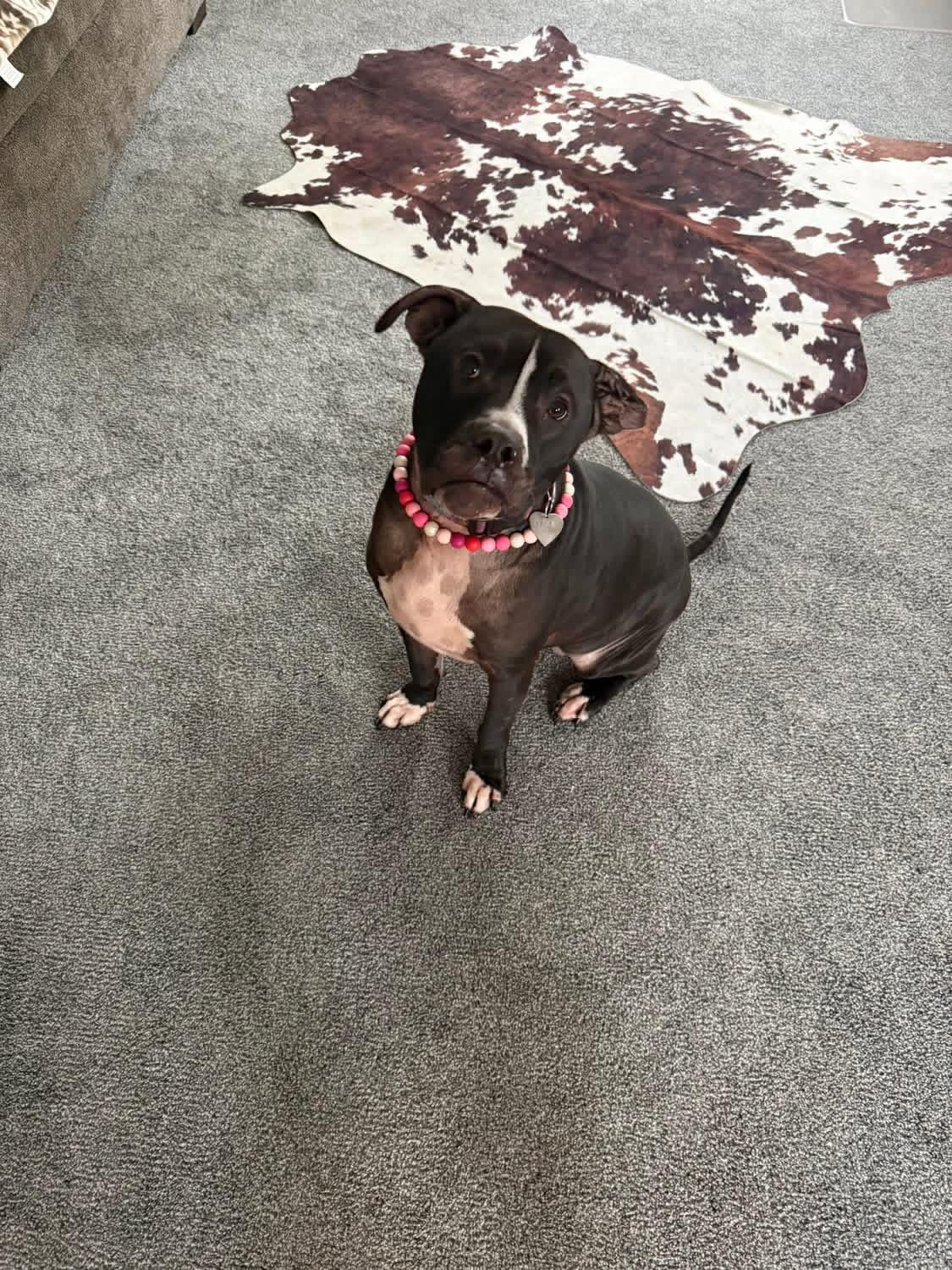 Enlarge Hela, a ADOPTABLE mixed breed in Greenwood, IN image 2/6