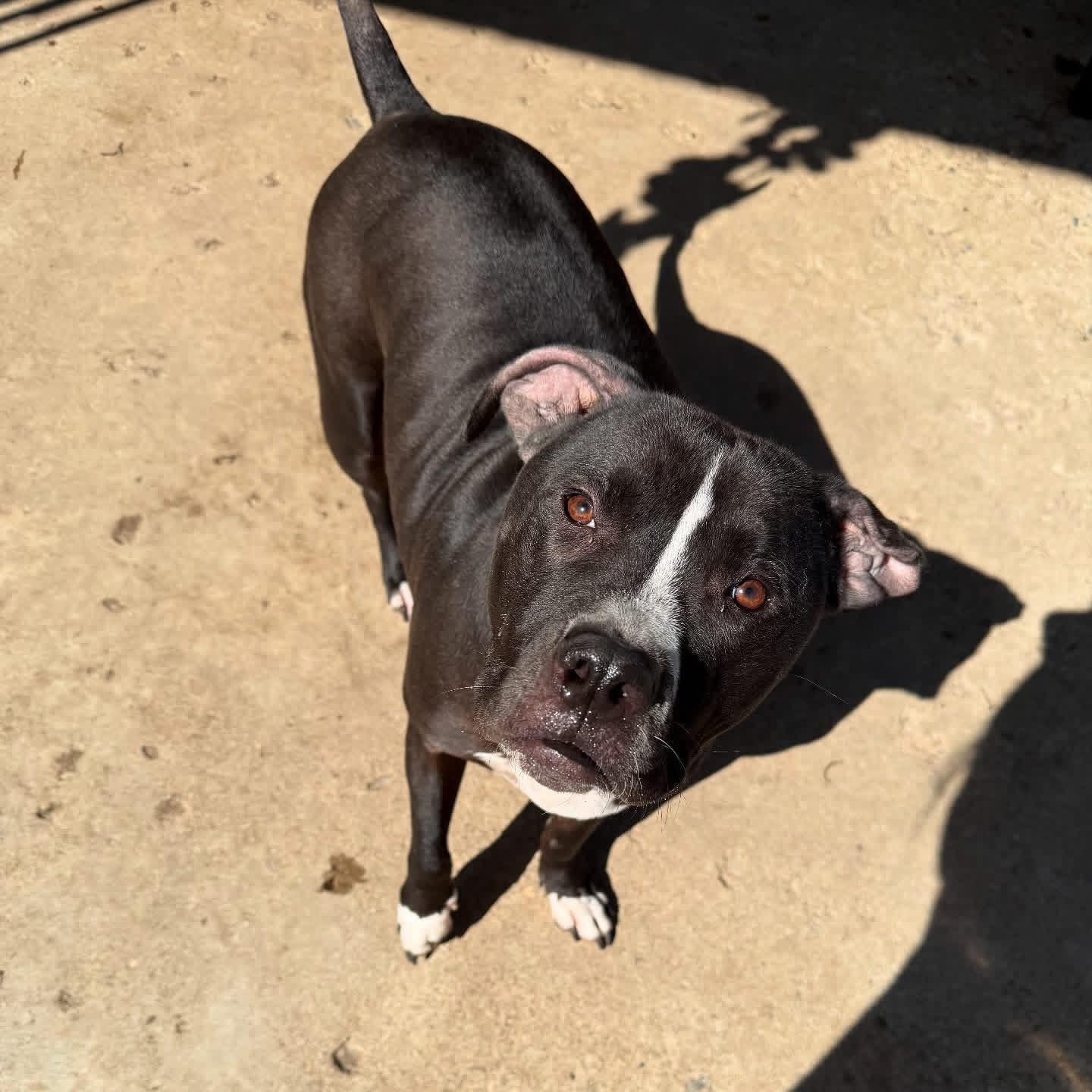 Enlarge Hela, a ADOPTABLE mixed breed in Greenwood, IN image 5/6