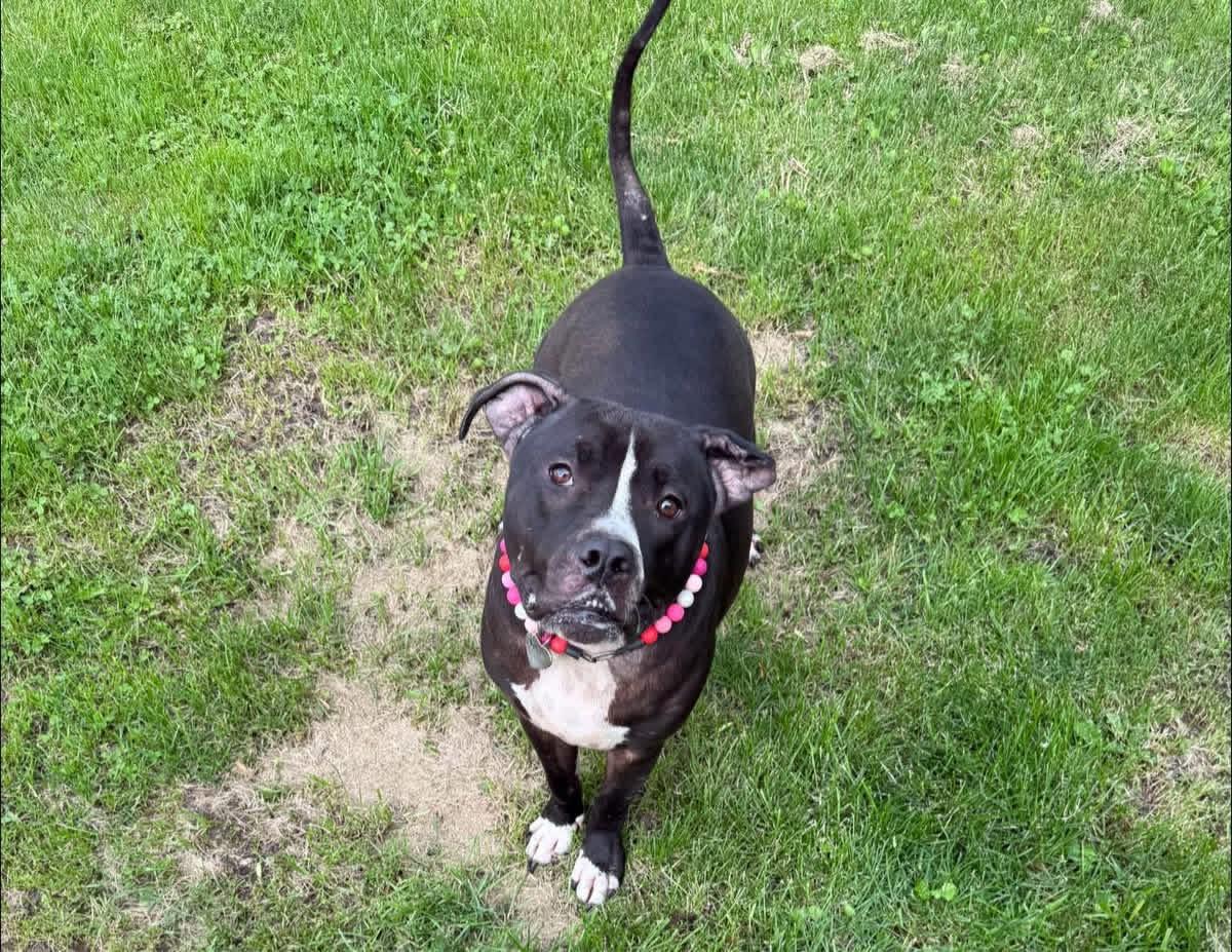 Enlarge Hela, a ADOPTABLE mixed breed in Greenwood, IN image 3/6