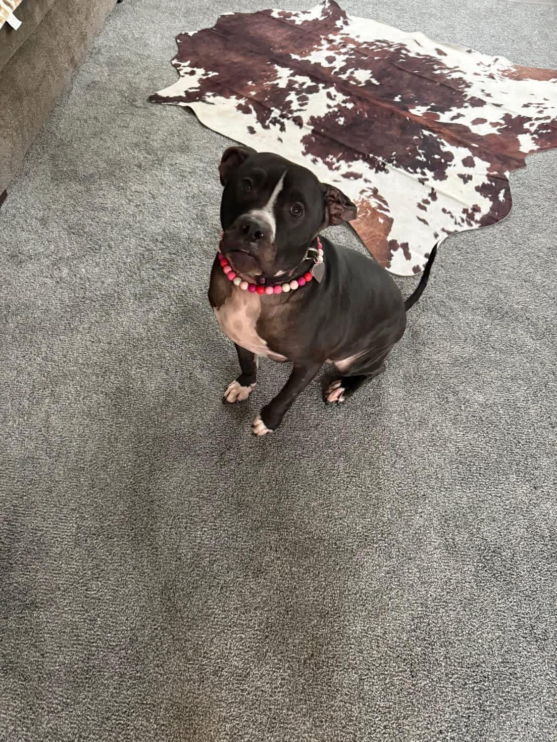 Enlarge Hela, a ADOPTABLE mixed breed in Greenwood, IN image 4/6