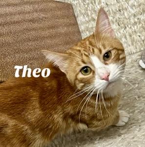 Theo