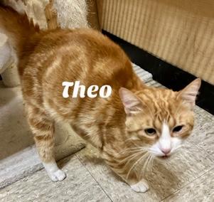 Theo