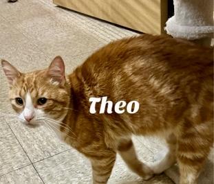 Theo