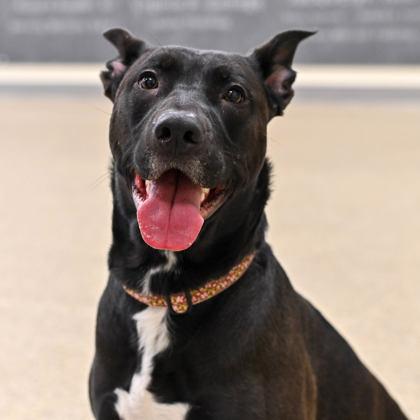 Enlarge Coco, a ADOPTABLE Mixed Breed in Westbrook, ME image 1/2