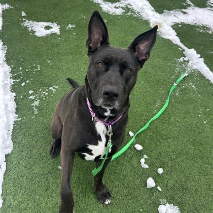 Enlarge Coco, a ADOPTABLE Mixed Breed in Westbrook, ME image 2/2