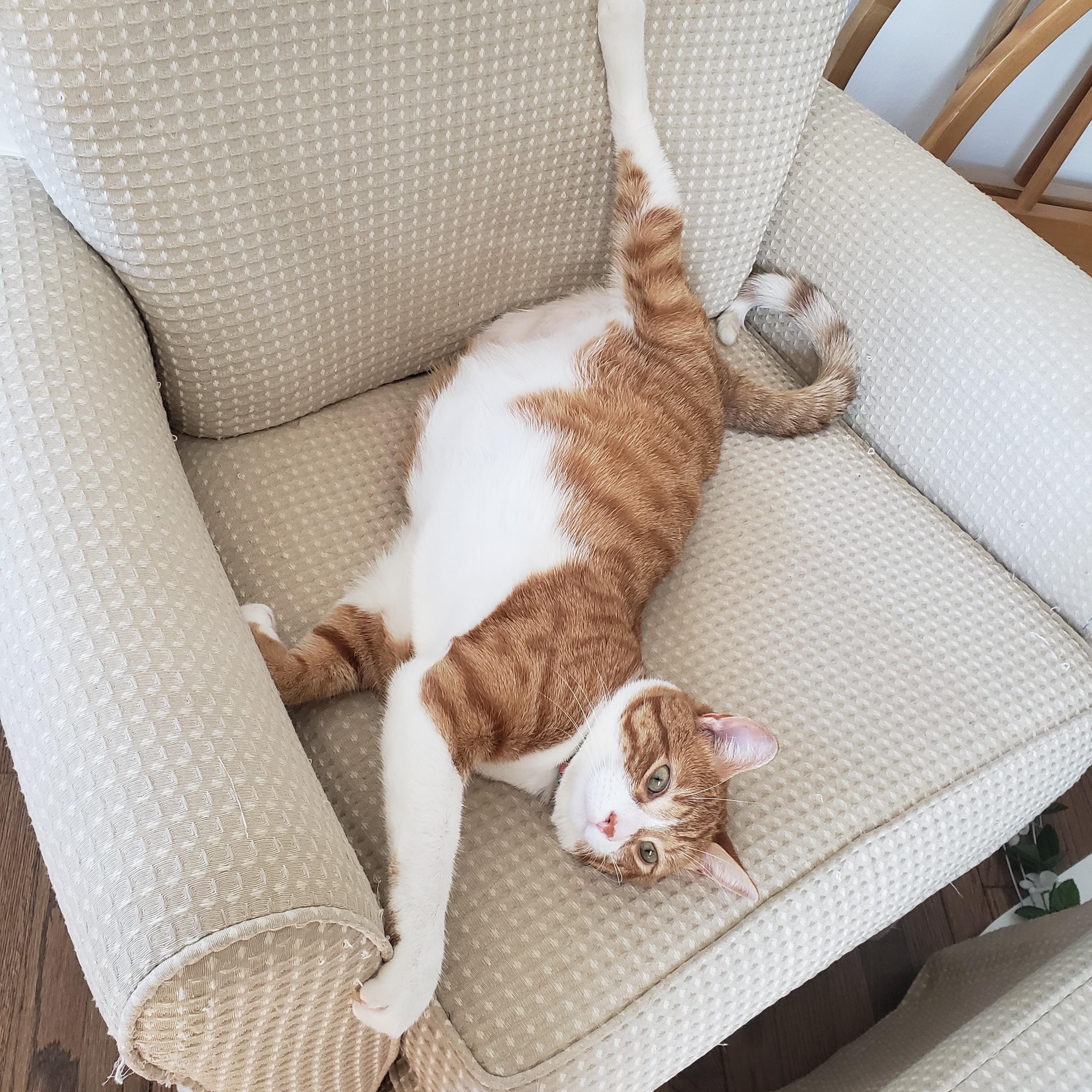 Misty, a ADOPTABLE Domestic Short Hair in West Orange, NJ image 1/5