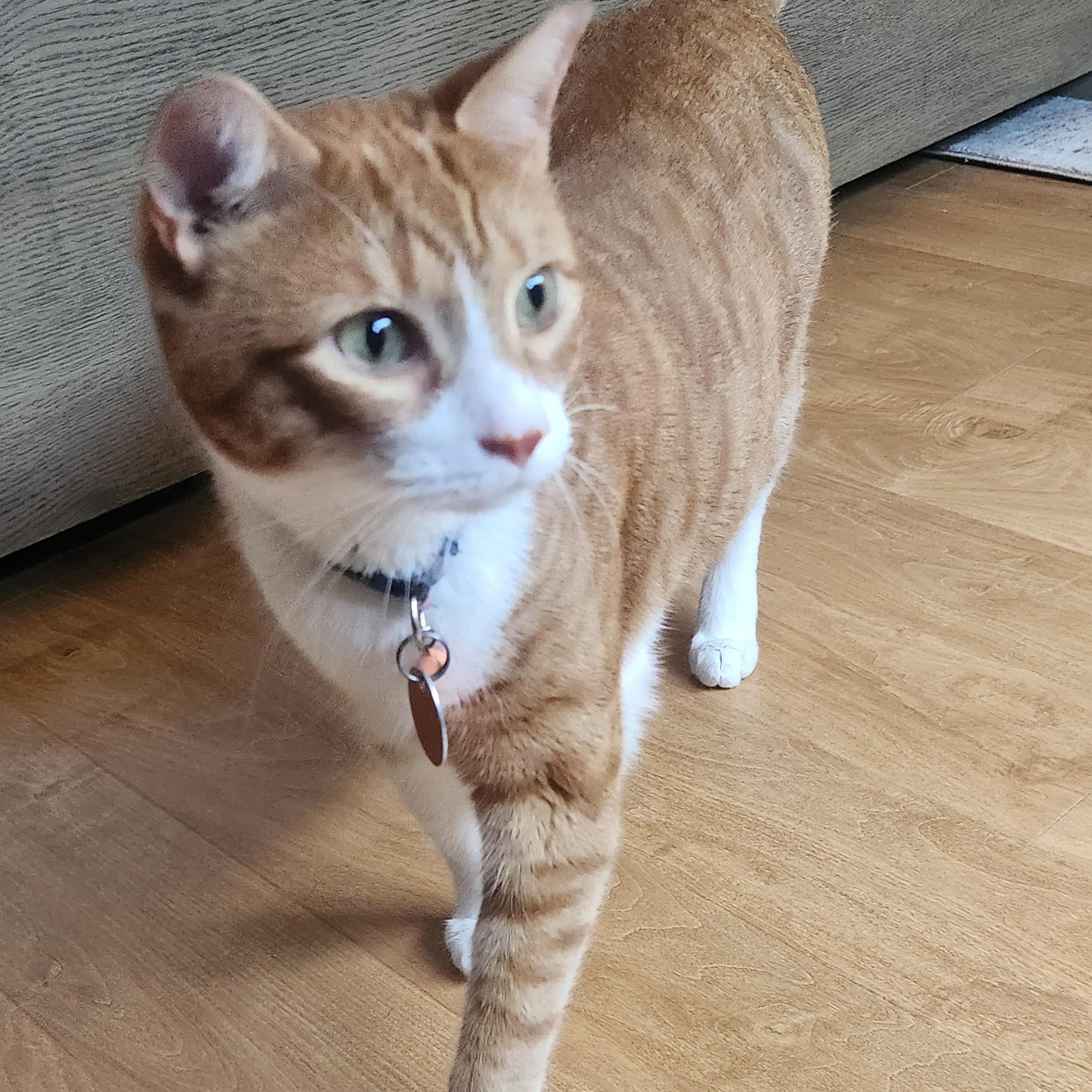 Misty, a ADOPTABLE Domestic Short Hair in West Orange, NJ image 3/5