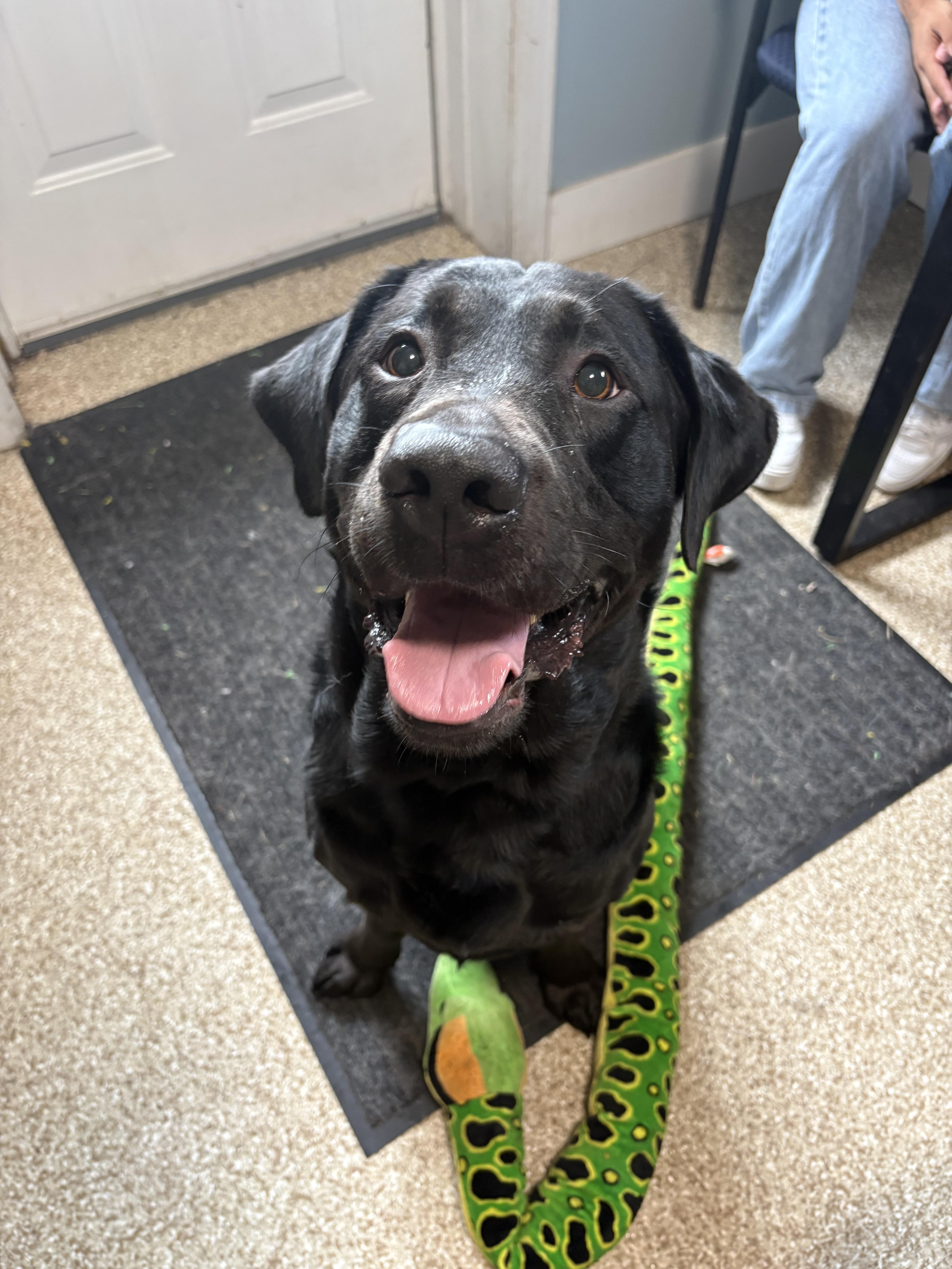 Zeus, a Adoptable Labrador Retriever in Dillsburg, PA image 1/3