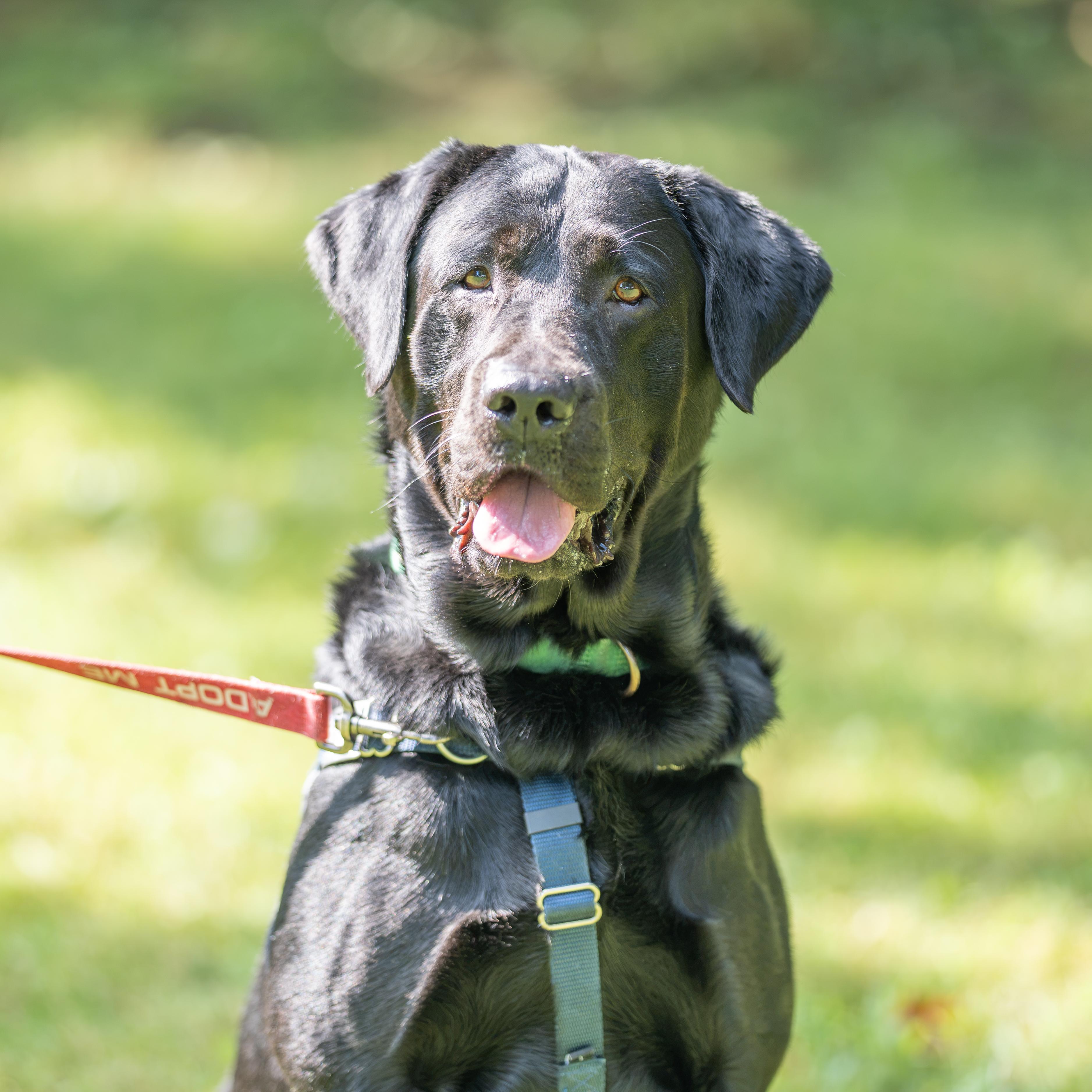 Zeus, a Adoptable Labrador Retriever in Dillsburg, PA image 2/3