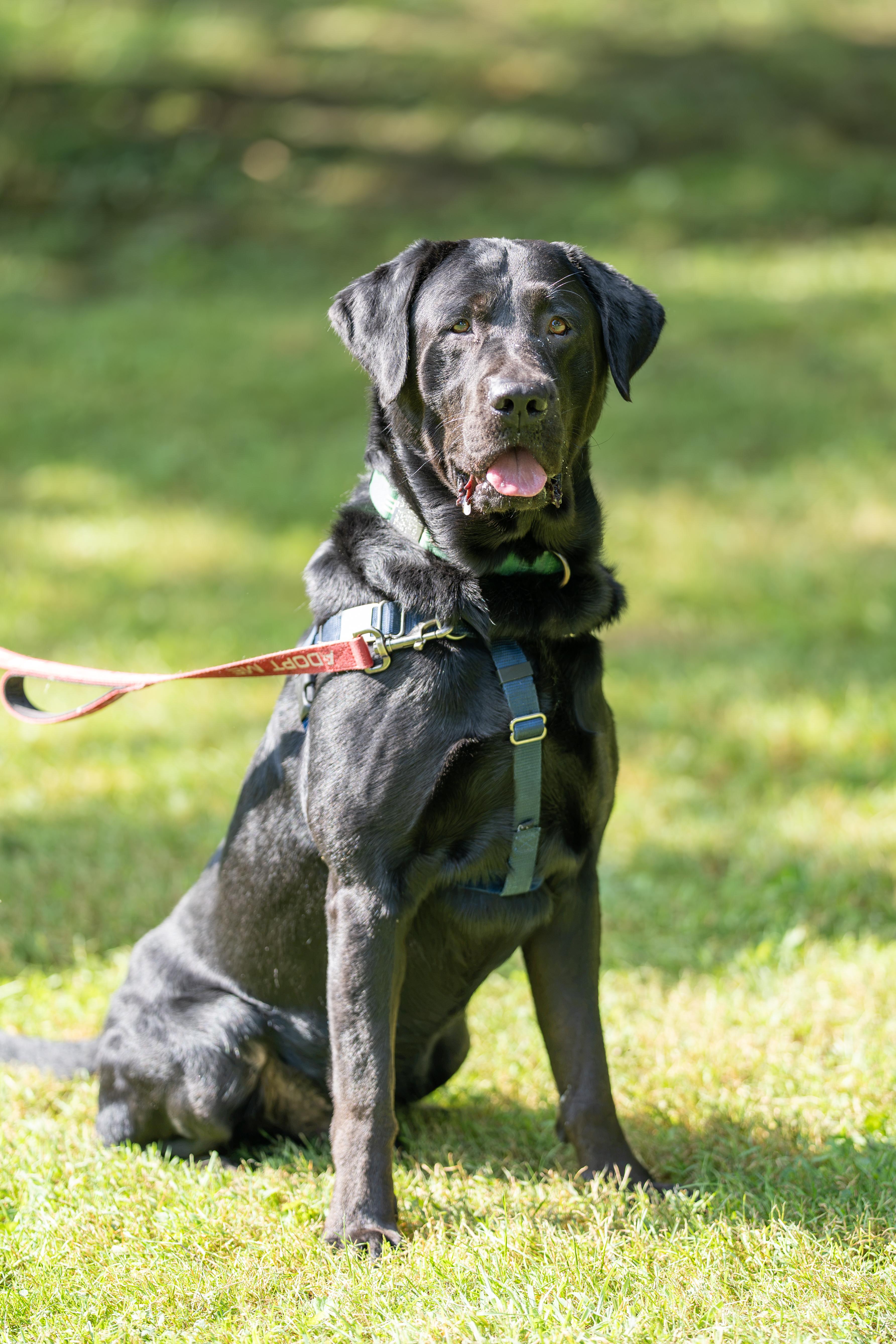 Zeus, a Adoptable Labrador Retriever in Dillsburg, PA image 3/3
