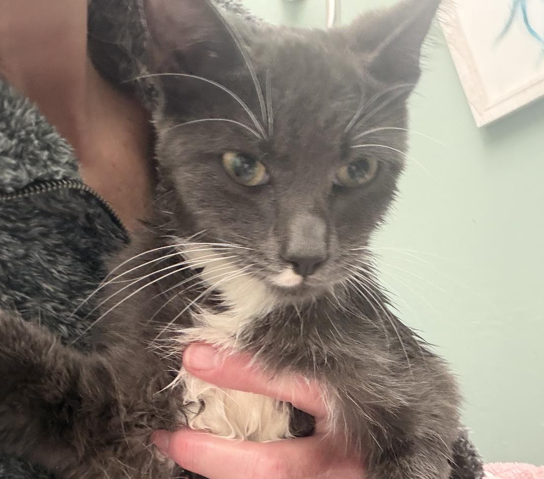 Merry, Adoptable, Kitten Male Domestic Short Hair.