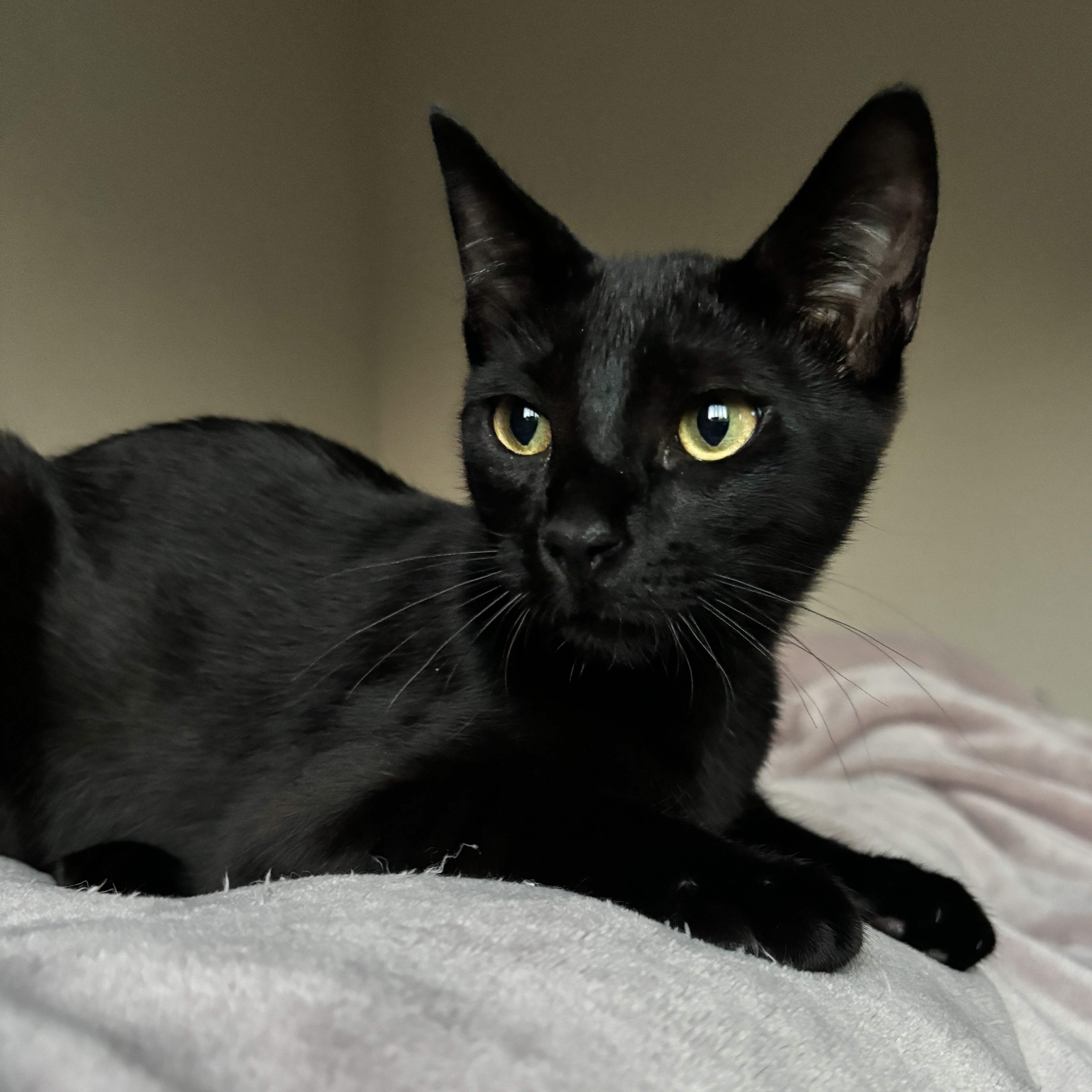 Pascal, adoptable, Young Male Domestic Short Hair.