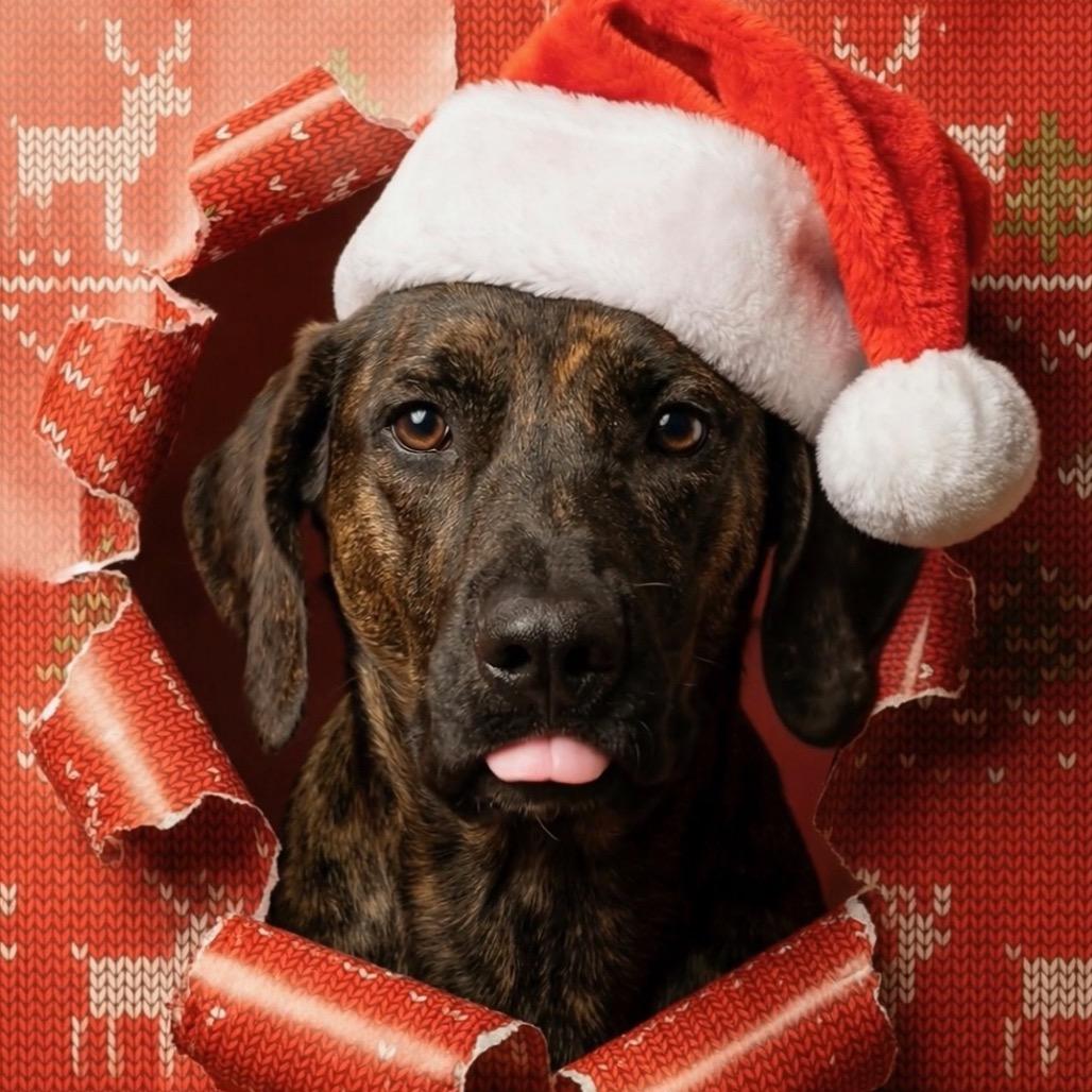 4259 JU JU, Adoptable, Adult Female Black Mouth Cur.