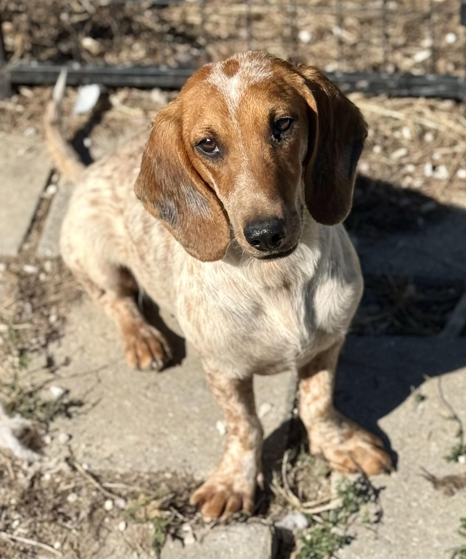 Cardi, Adoptable, Young Female Dachshund & Beagle.