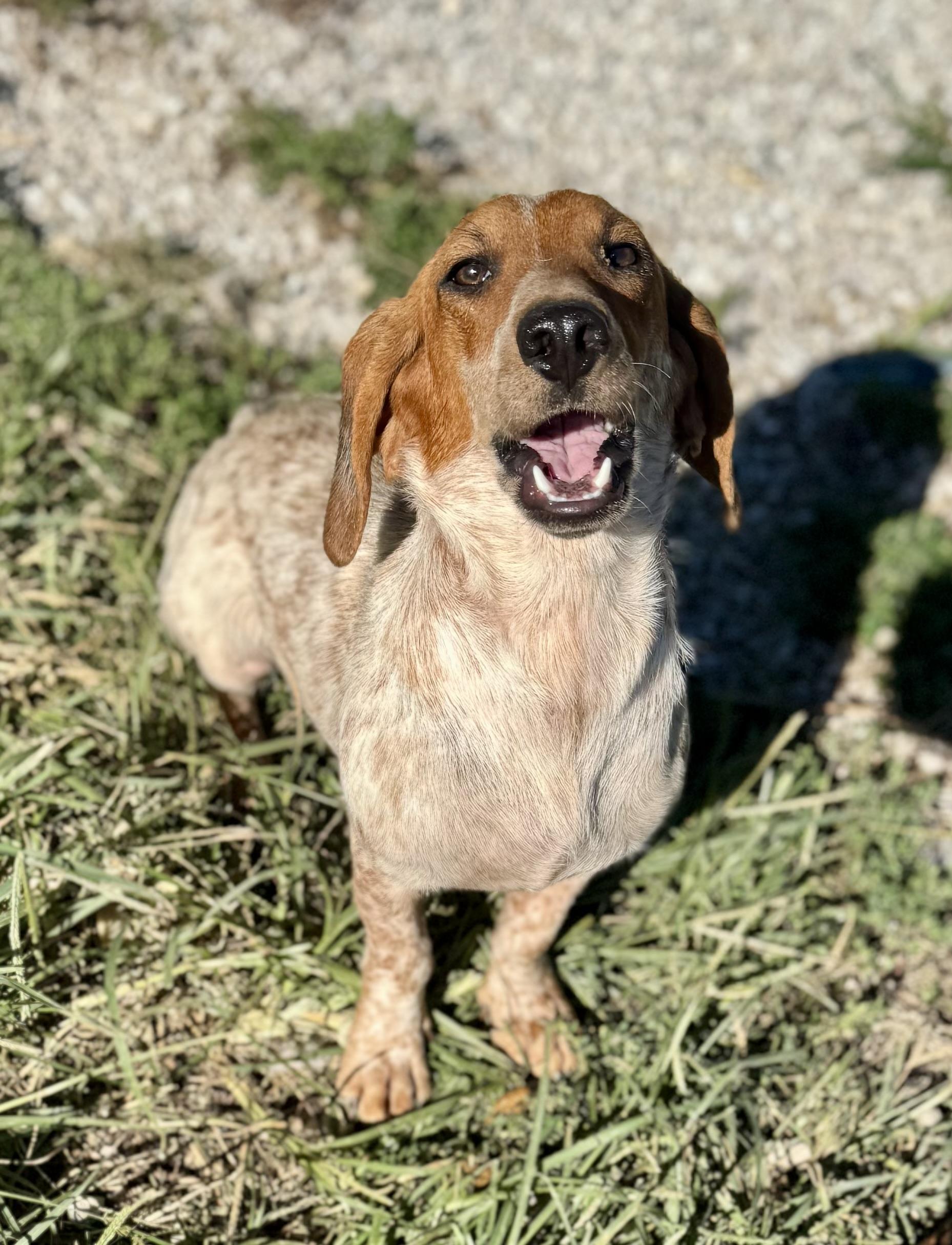 Enlarge Cardi, a Adoptable mixed breed in Washington, MO image 2/2