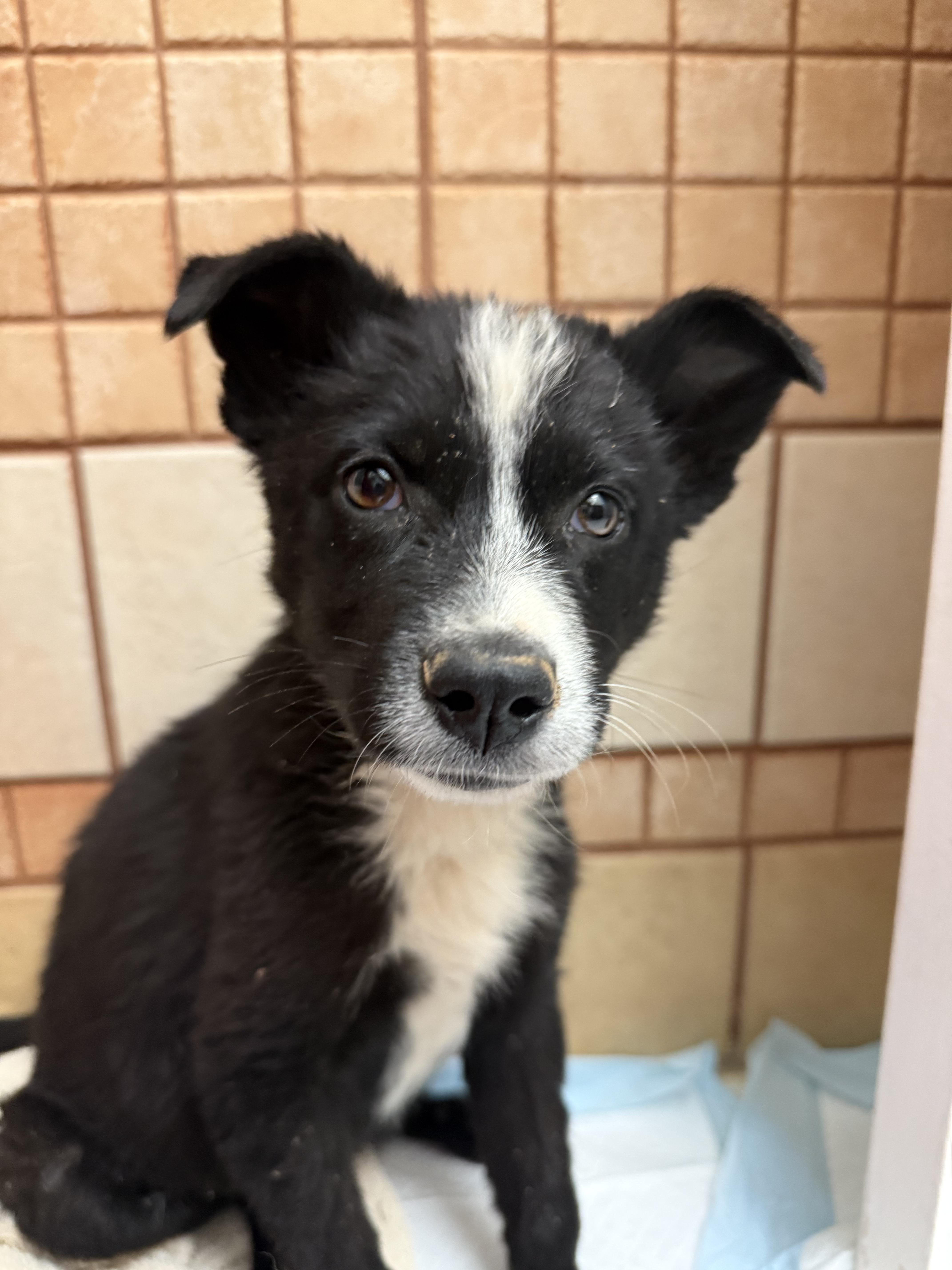 Enlarge Lilo, a Adoptable mixed breed in Fort Collins, CO image 4/6