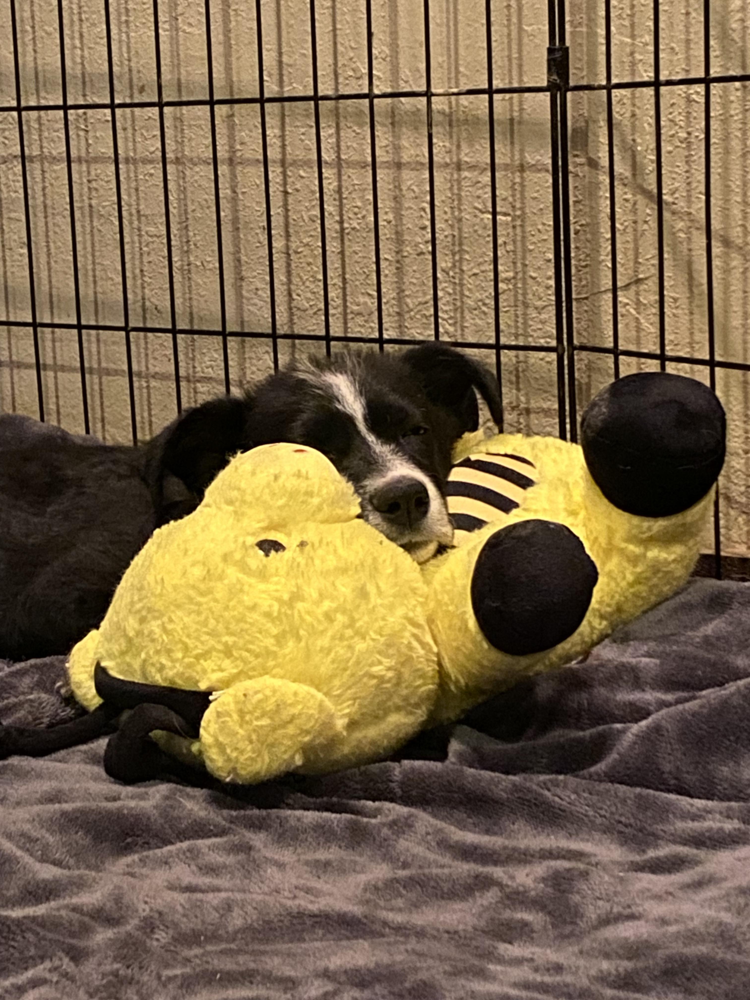 Enlarge Lilo, a Adoptable mixed breed in Fort Collins, CO image 5/6