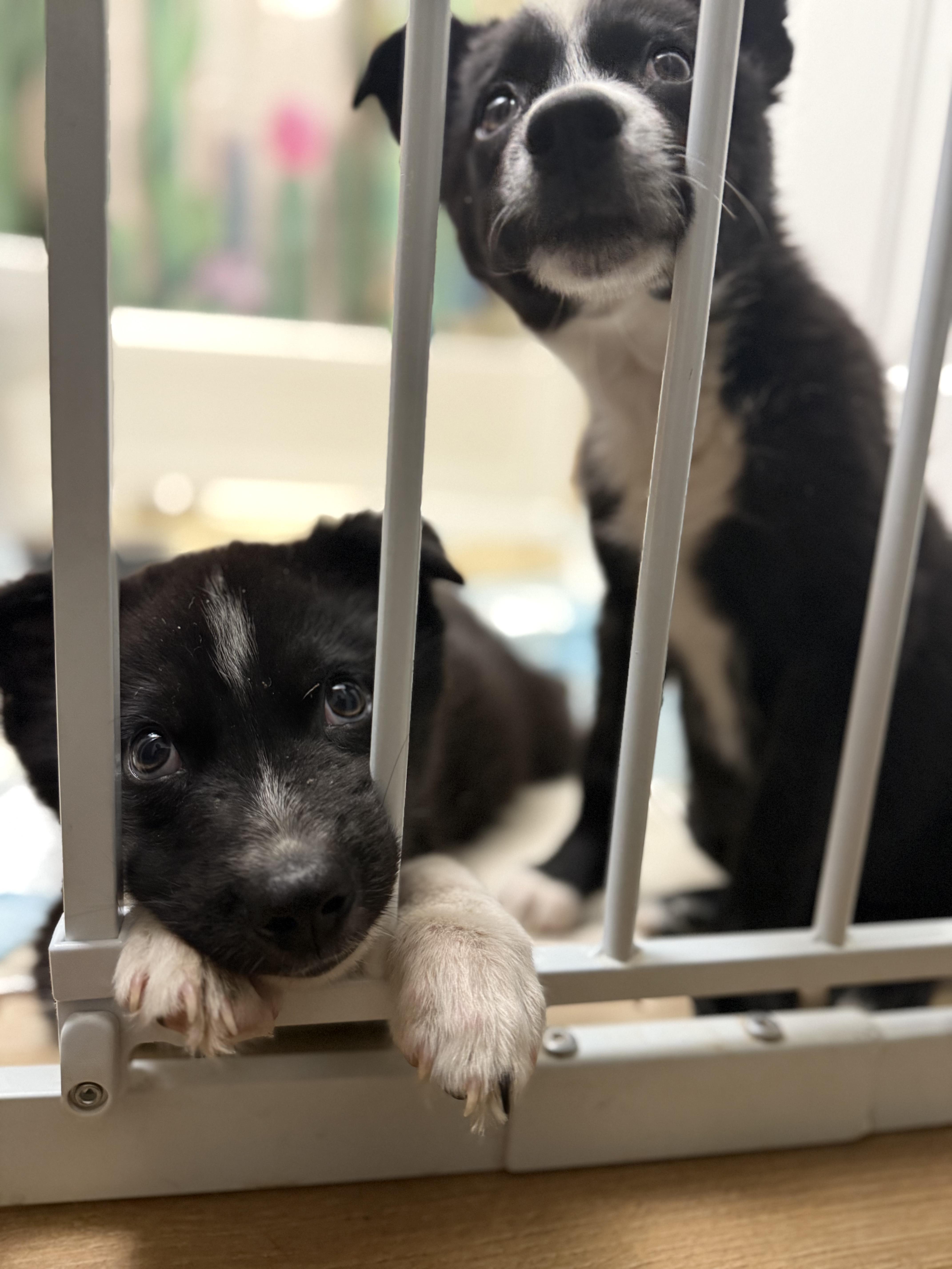 Enlarge Lilo, a Adoptable mixed breed in Fort Collins, CO image 6/6