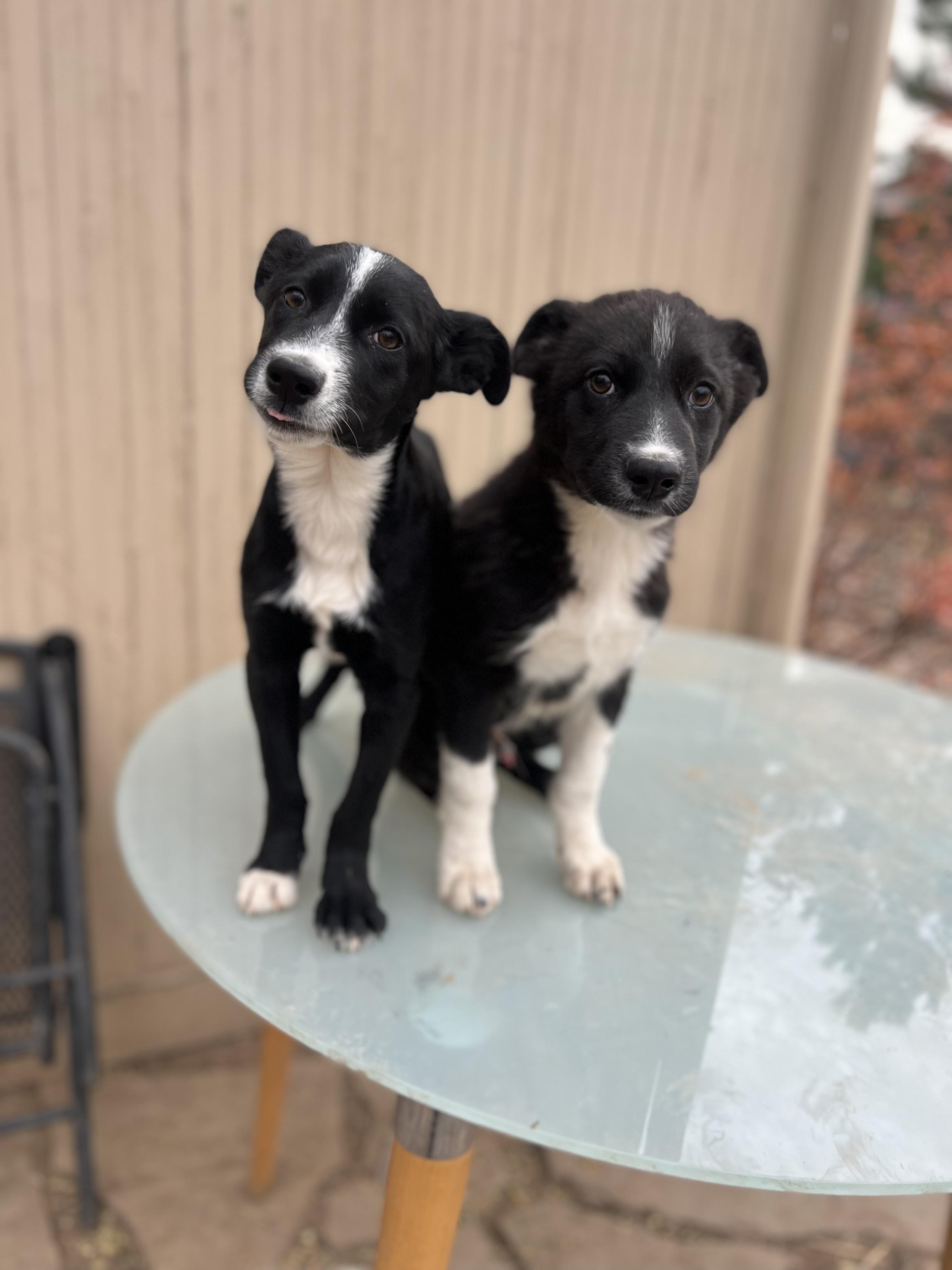 Enlarge Lilo, a Adoptable mixed breed in Fort Collins, CO image 3/6