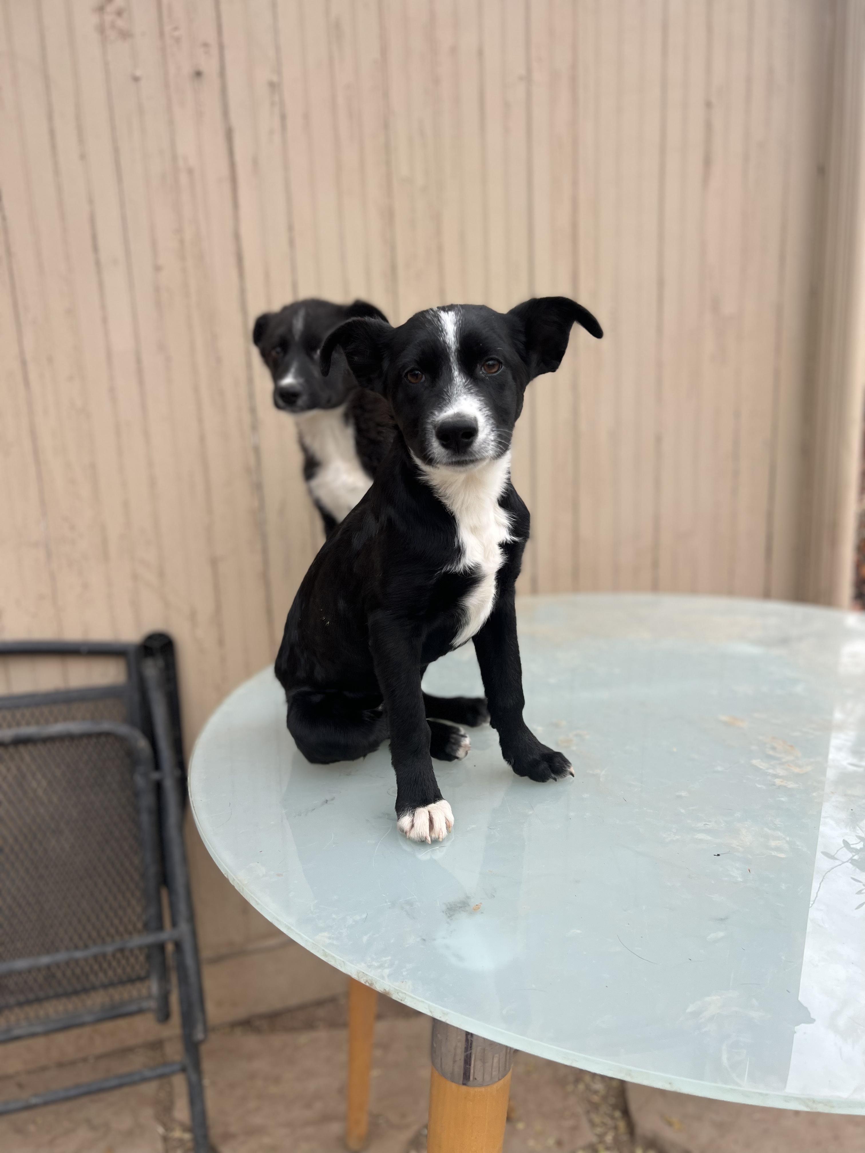 Lilo, Adoptable, Puppy Female Border Collie.