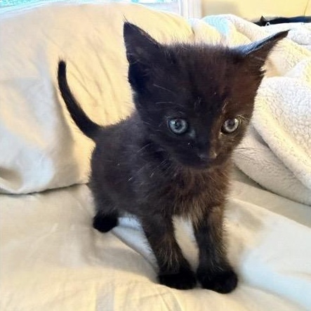 Snap, adopted, Kitten Female Domestic Short Hair.
