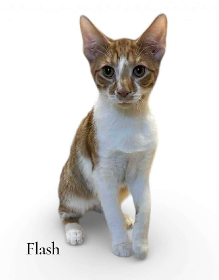 Flash, ADOPTABLE, Young Male Domestic Short Hair.