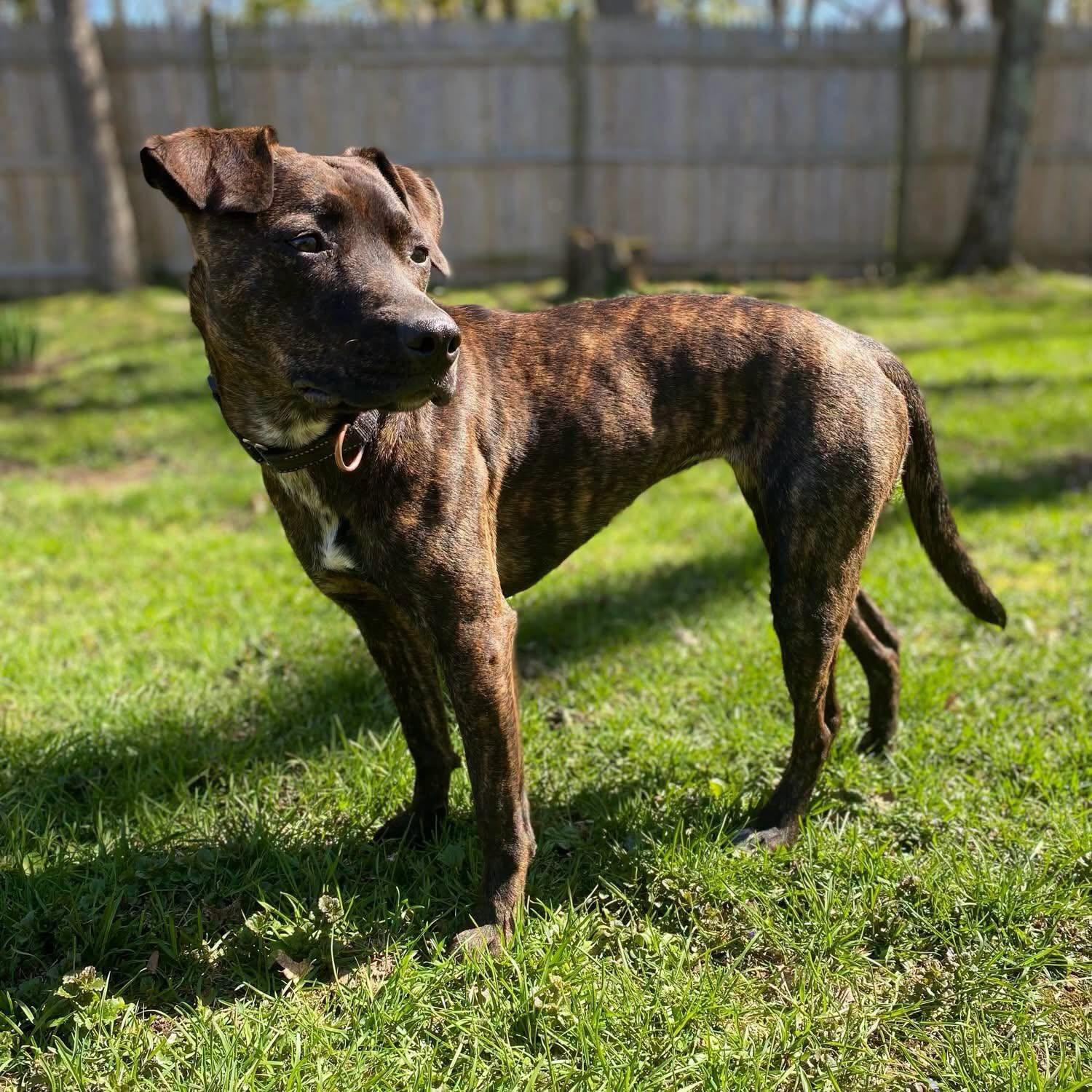 Lottie, Adoptable, Young Female Mixed Breed.