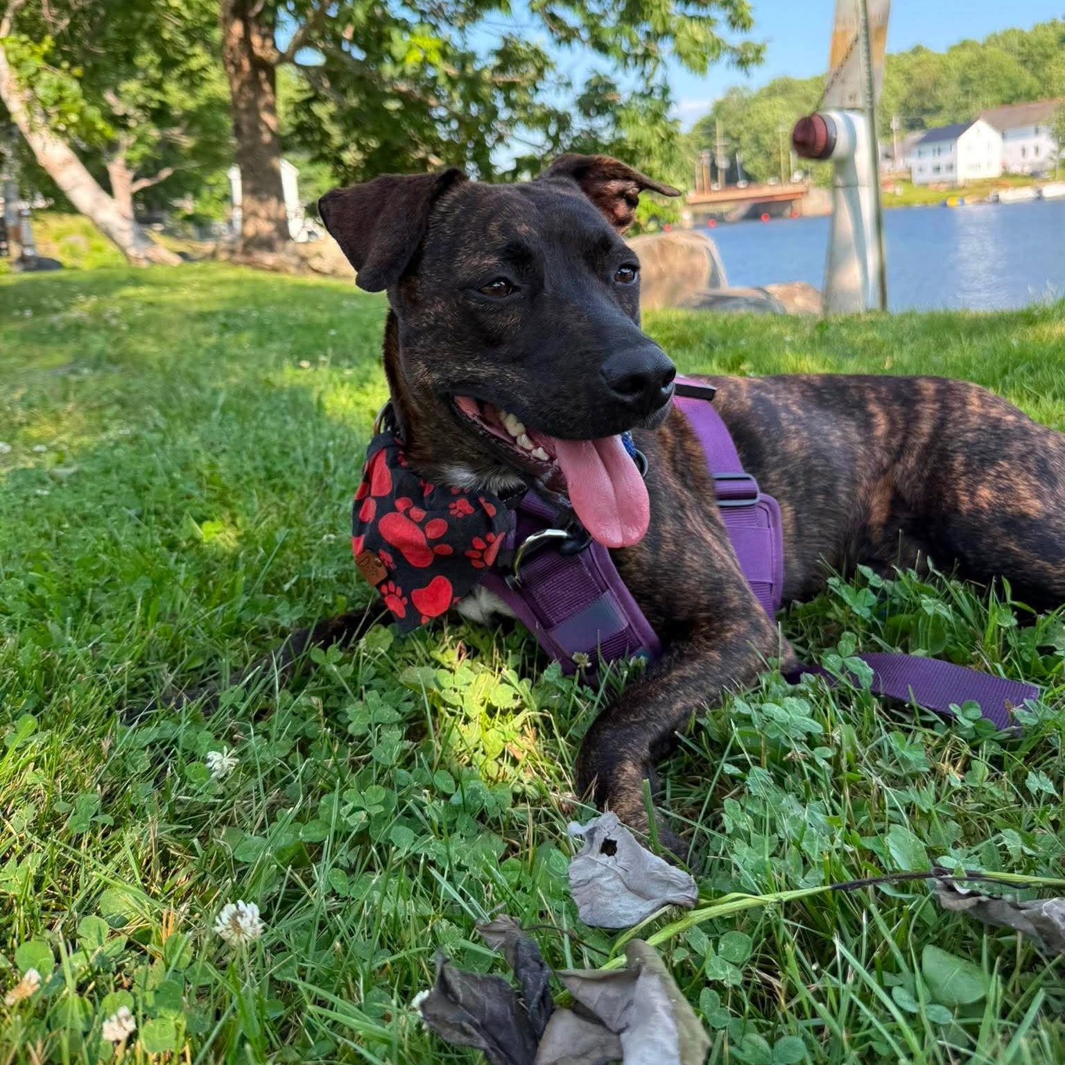 Enlarge Lottie, a Adoptable mixed breed in Hopkinton, MA image 5/6