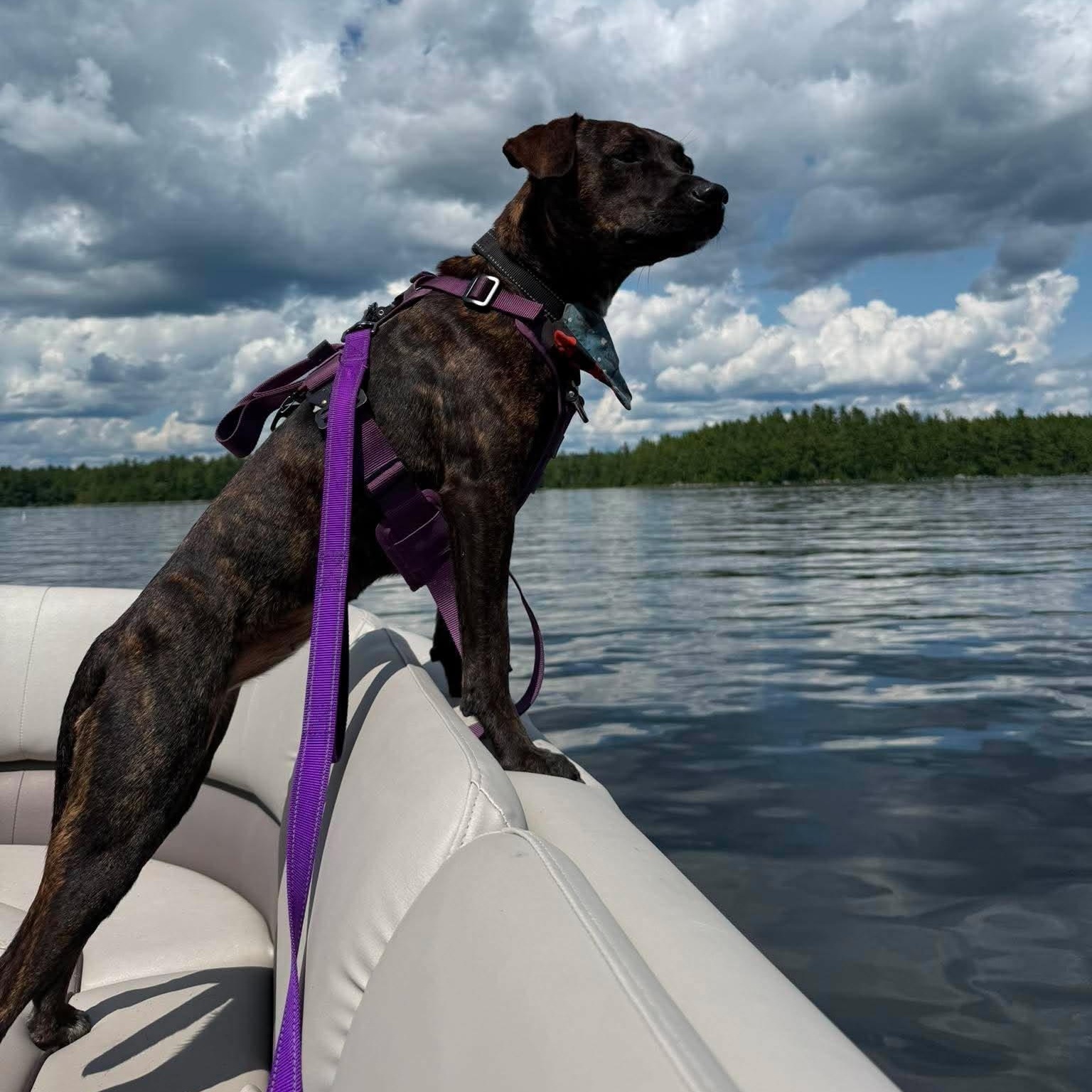Enlarge Lottie, a Adoptable mixed breed in Hopkinton, MA image 6/6