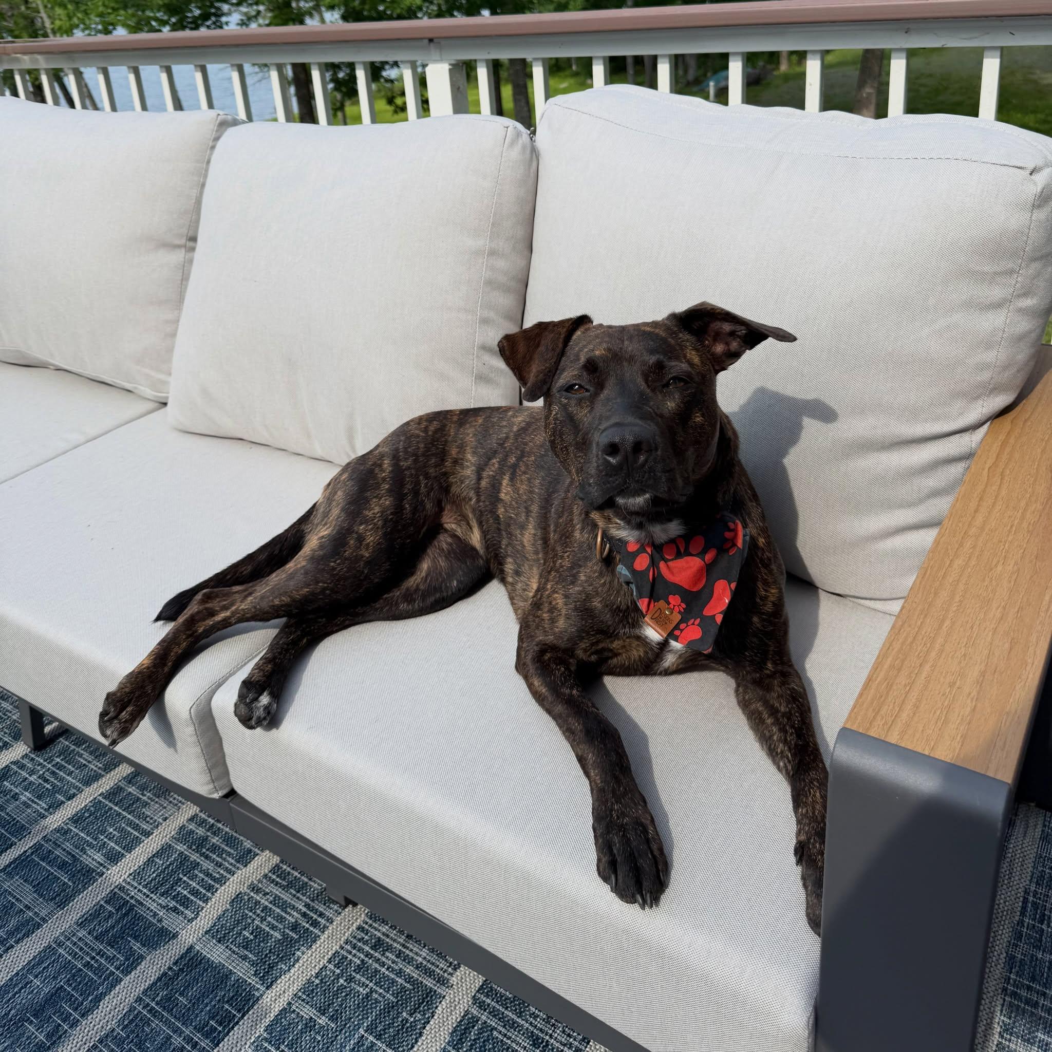 Enlarge Lottie, a Adoptable mixed breed in Hopkinton, MA image 4/6