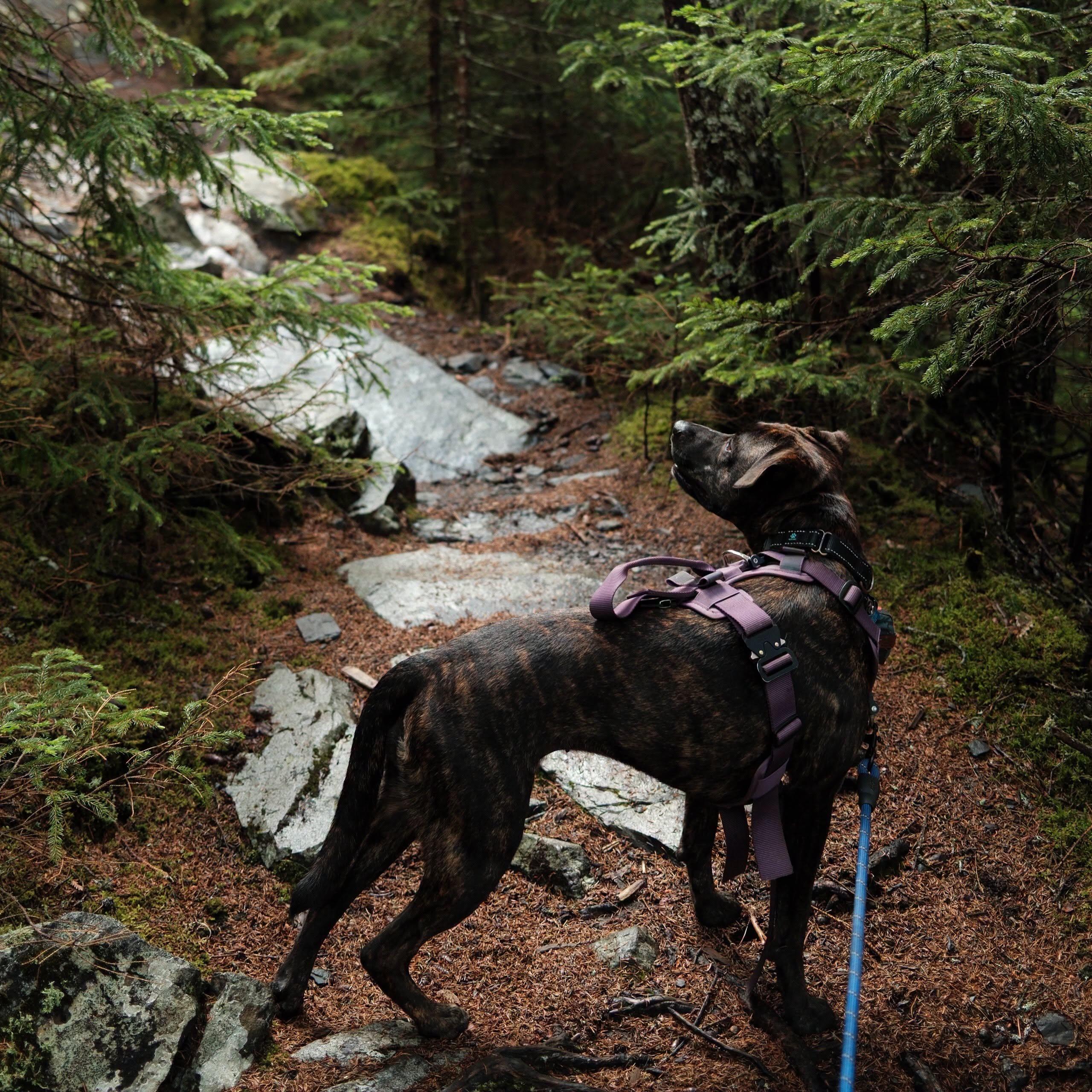 Enlarge Lottie, a Adoptable mixed breed in Hopkinton, MA image 3/6